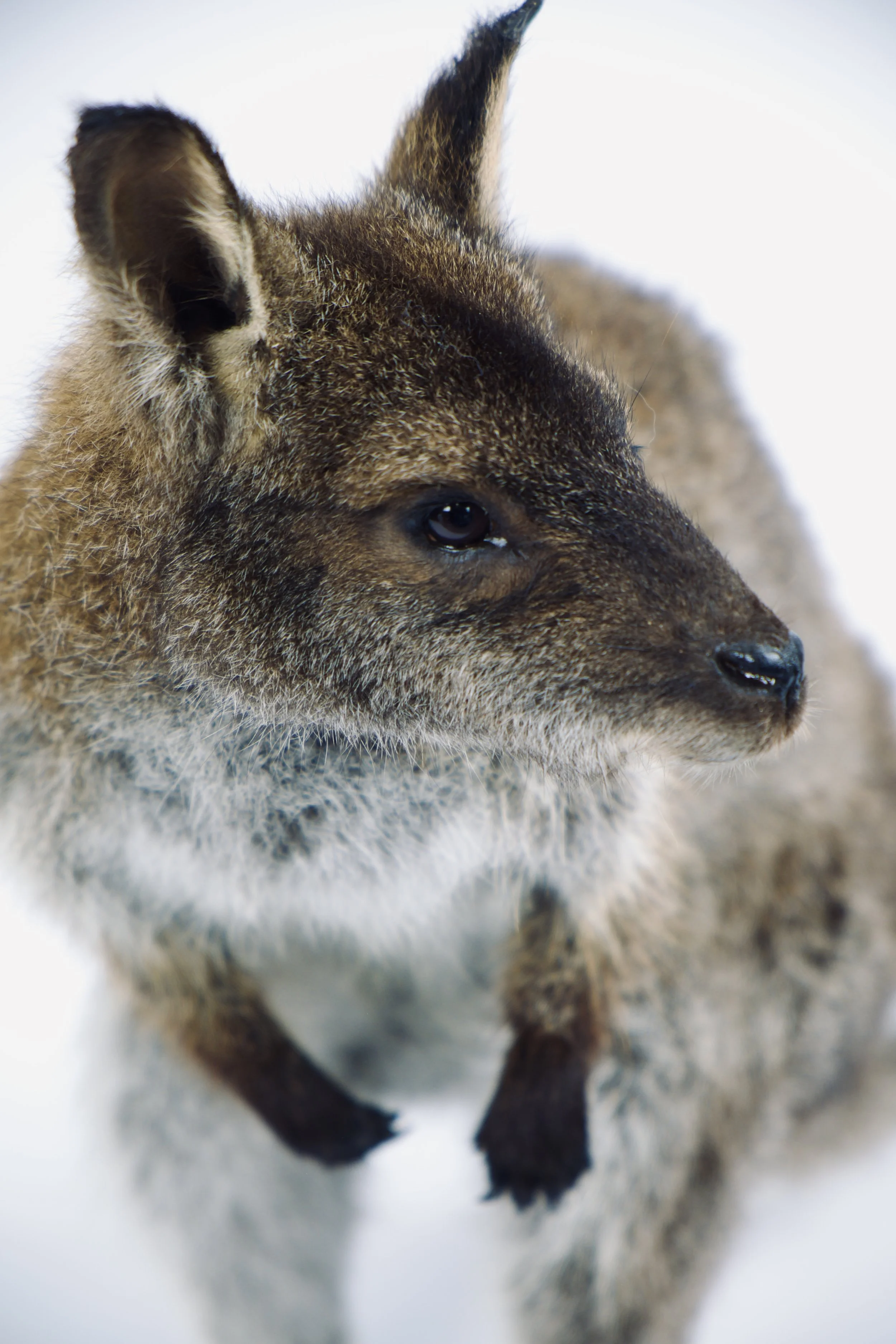 taxidermy wallabie