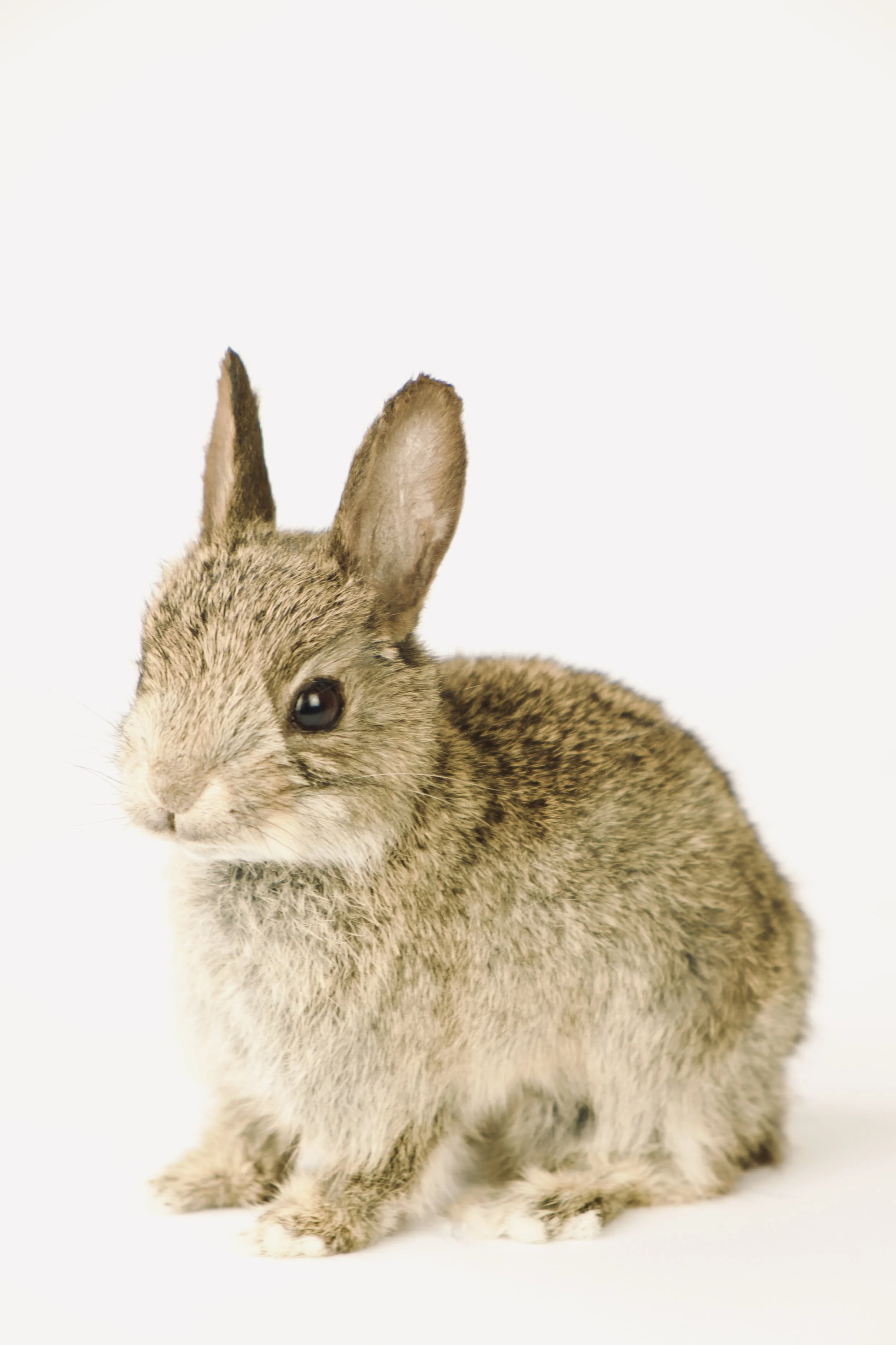 Quality taxidermy of cute little rabbit - unique stuffed animals by Katja Guilini - Belgium