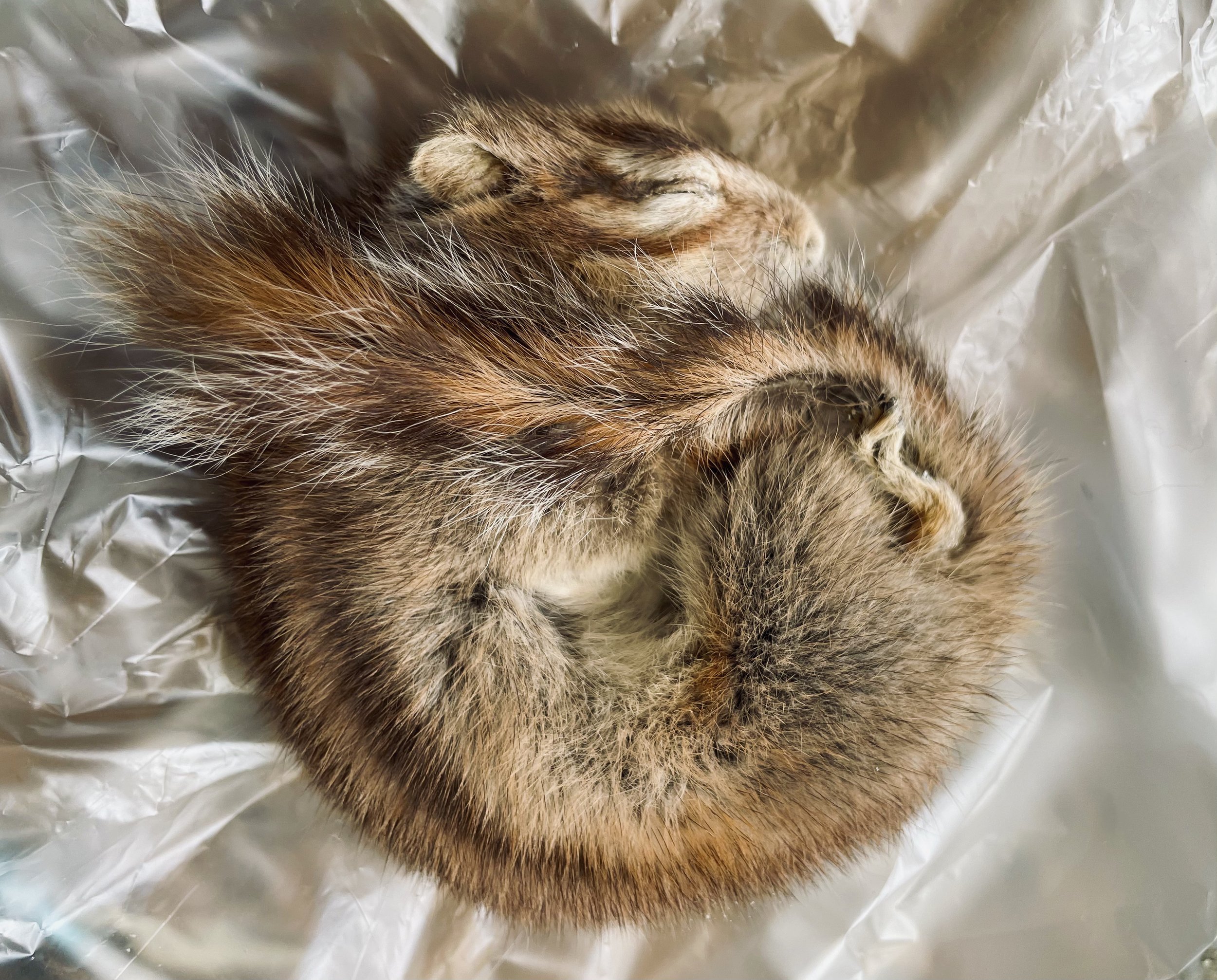 Quality taxidermy of cute sleeping squirrel - unique stuffed animals by Katja Guilini - Belgium