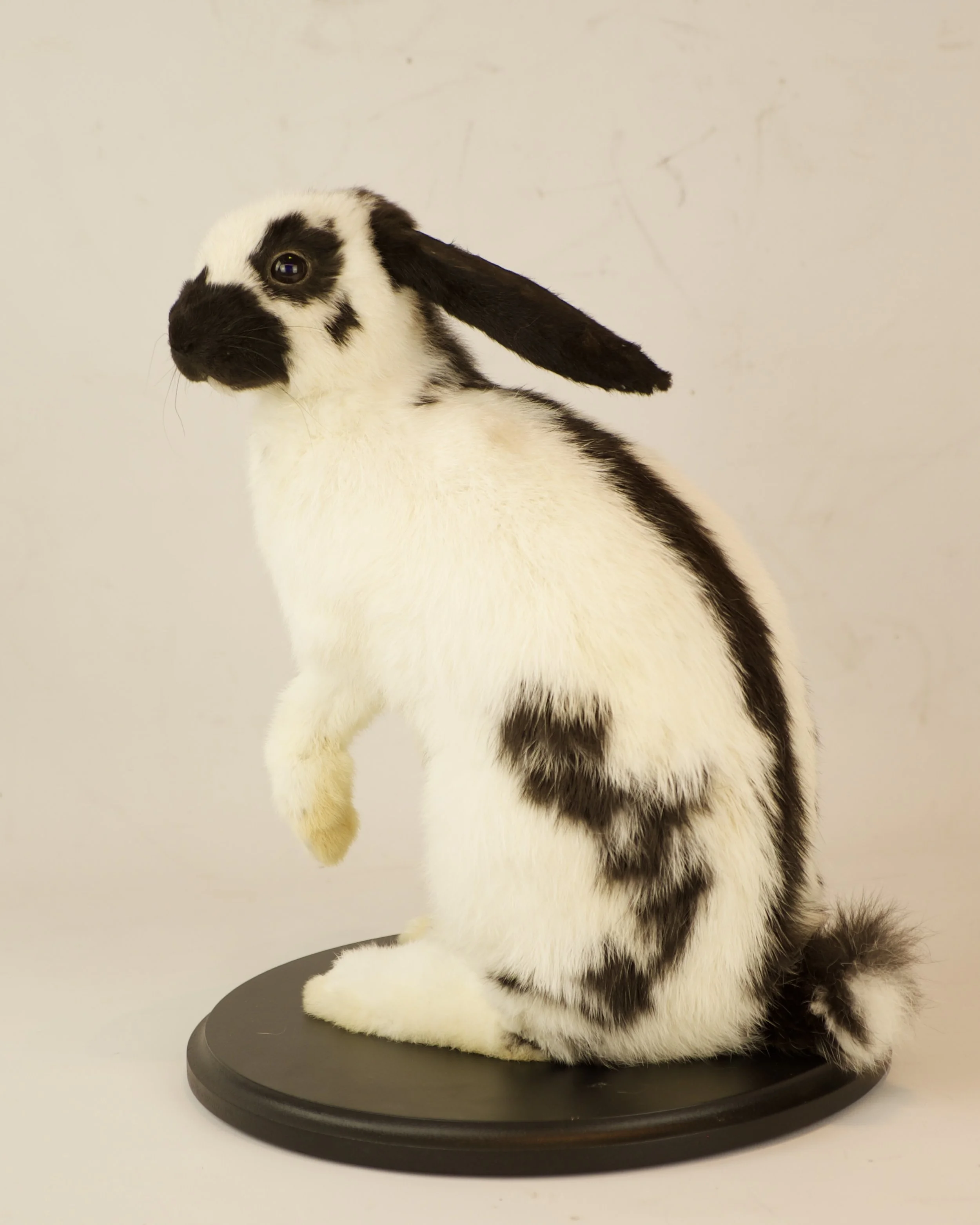 Quality taxidermy of rabbit - unique stuffed animals by Katja Guilini - Belgium