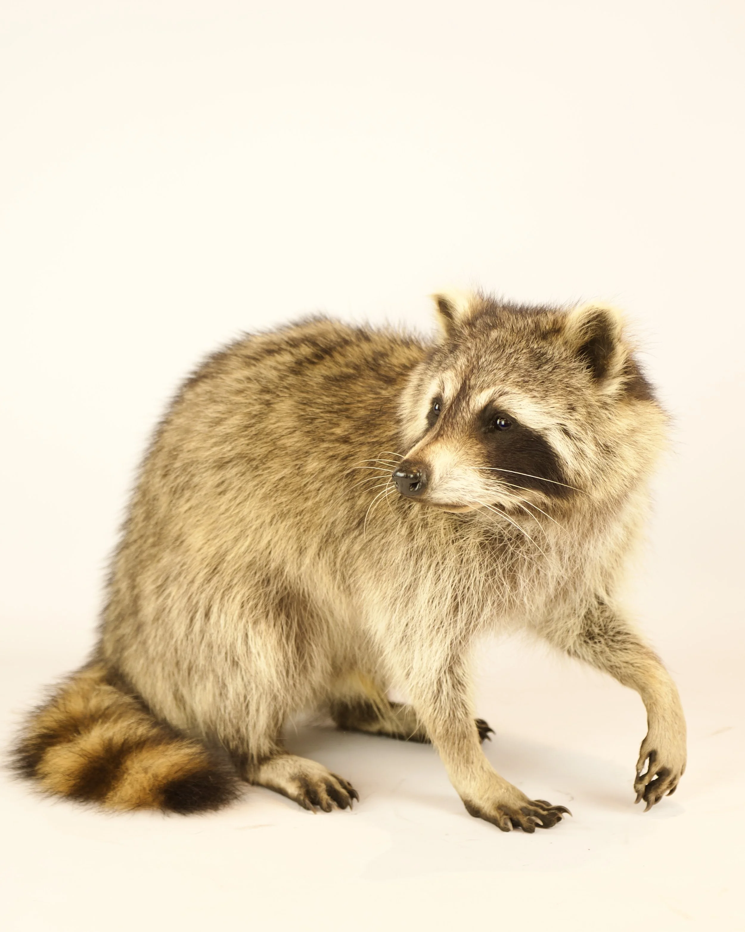 Unique taxidermy raccoon - handmade by Katja Guilini