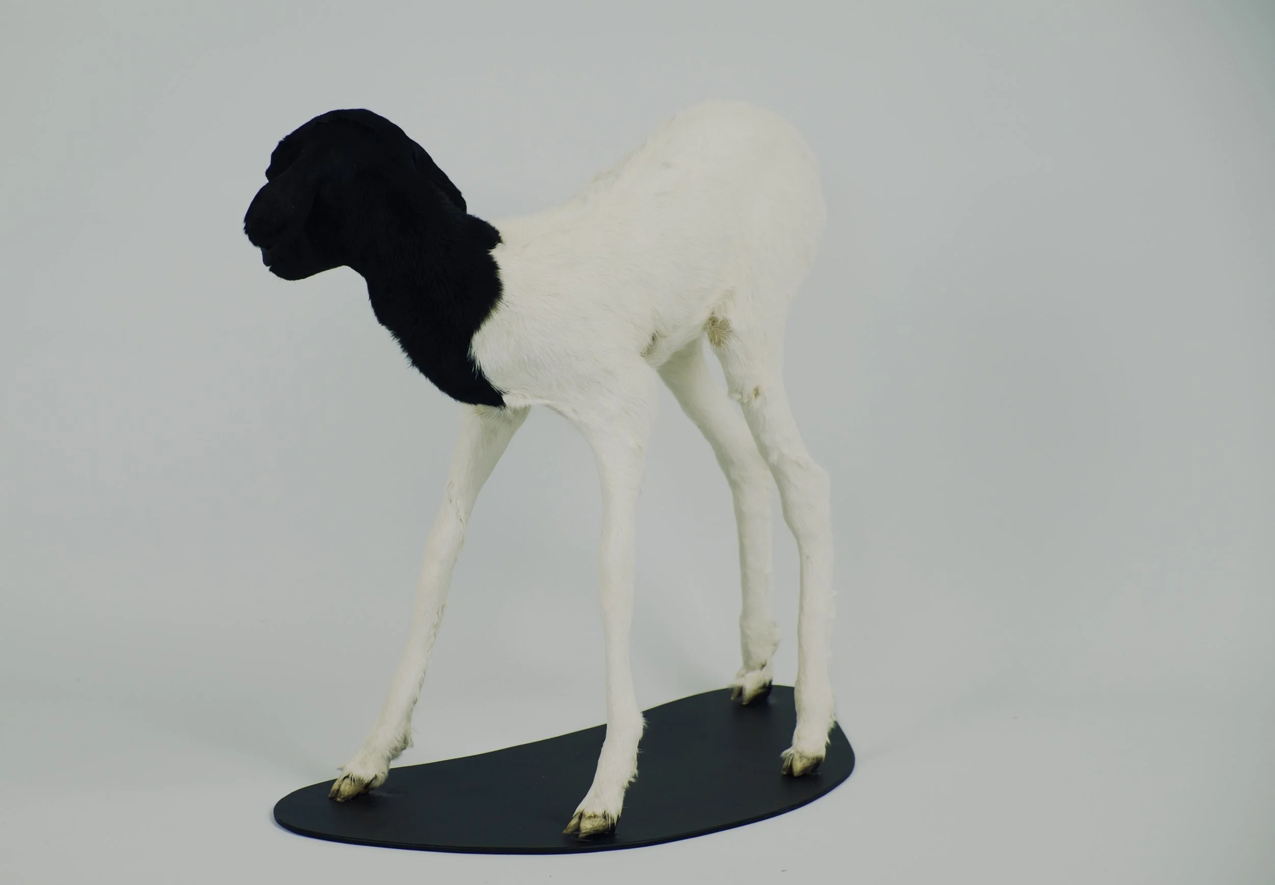 taxidermie somalisch lam