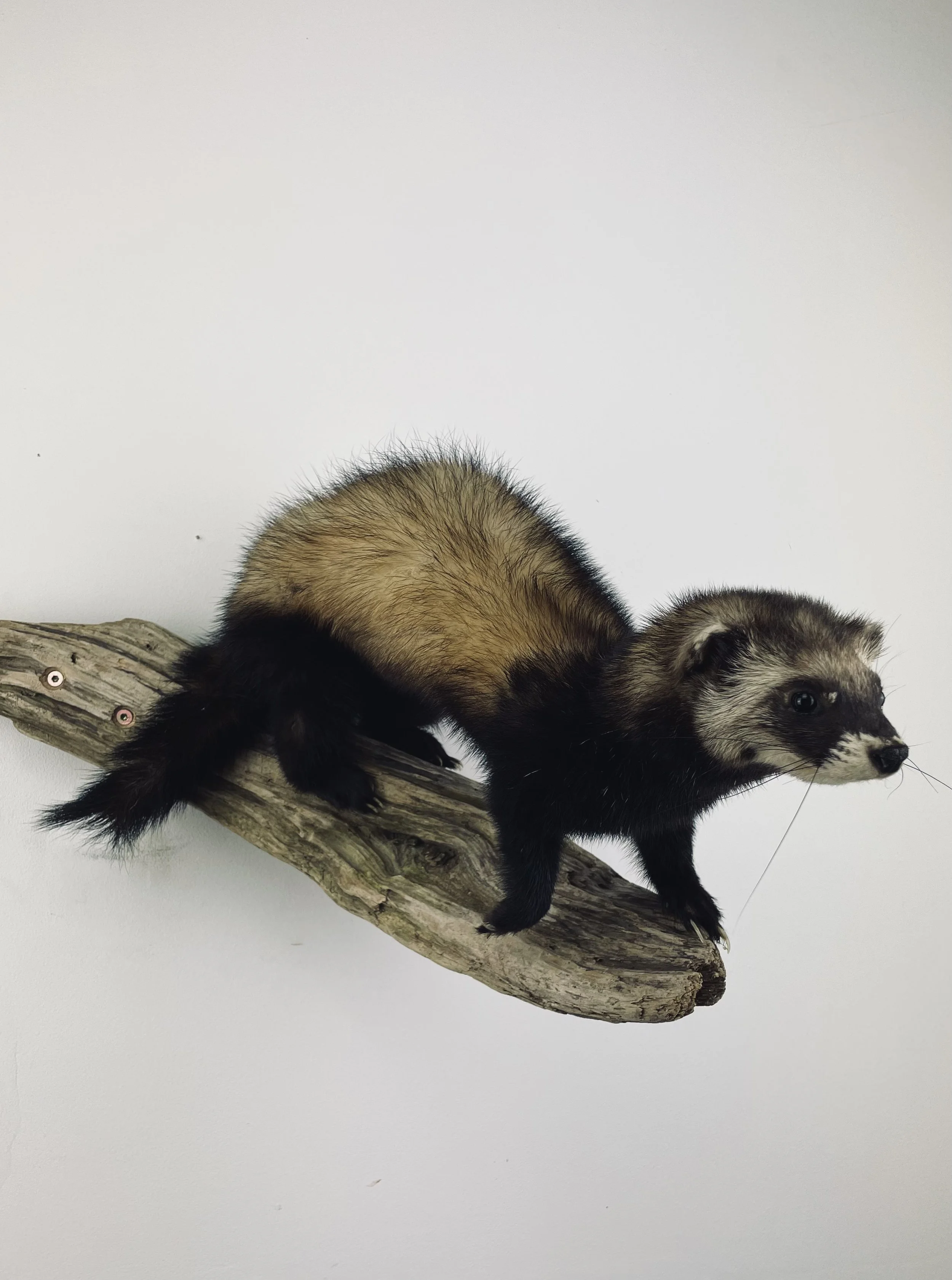 Quality taxidermy of marten - unique stuffed animals by Katja Guilini - Belgium
