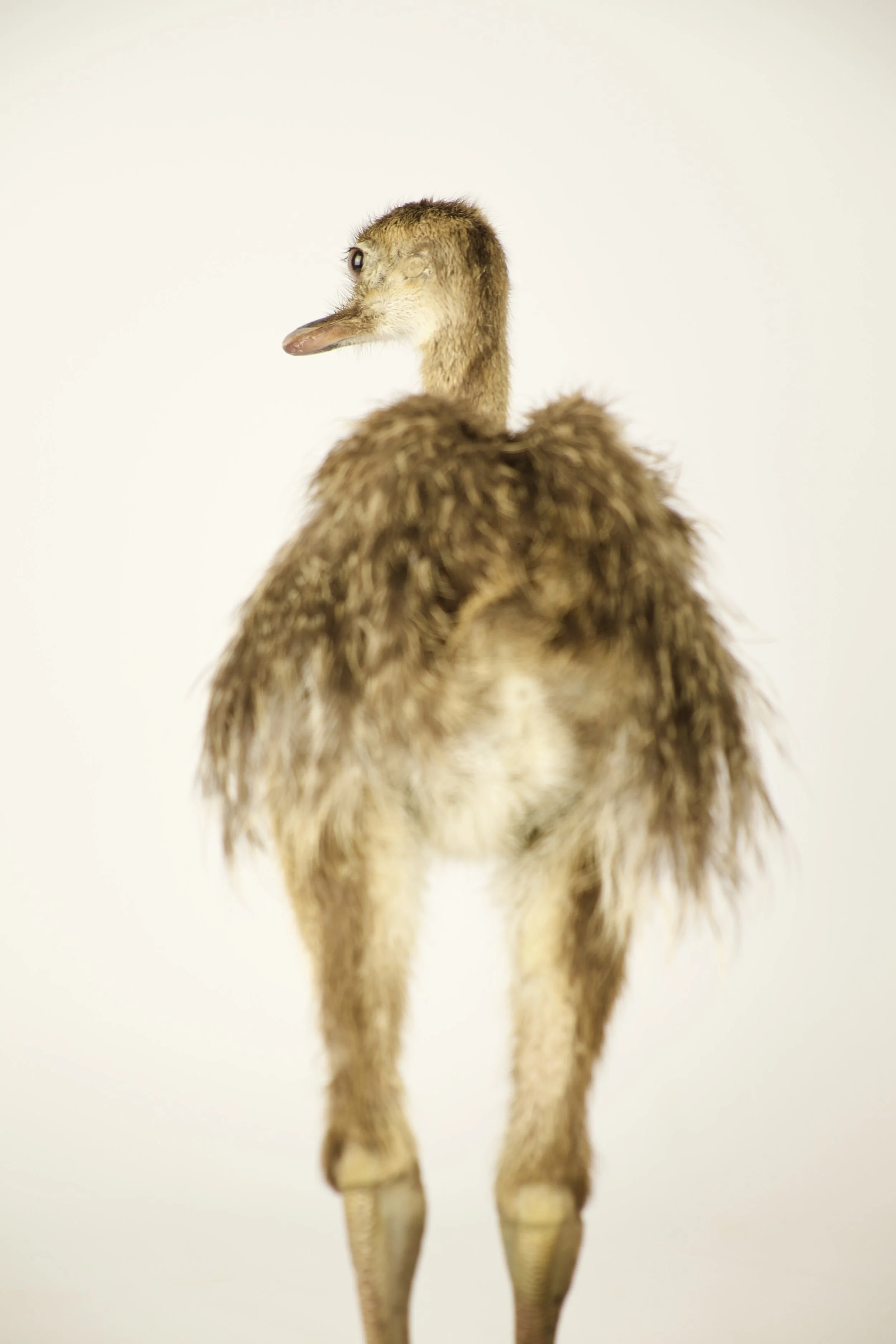 Unique taxidermy rhea chick - handmade by Katja Guilini