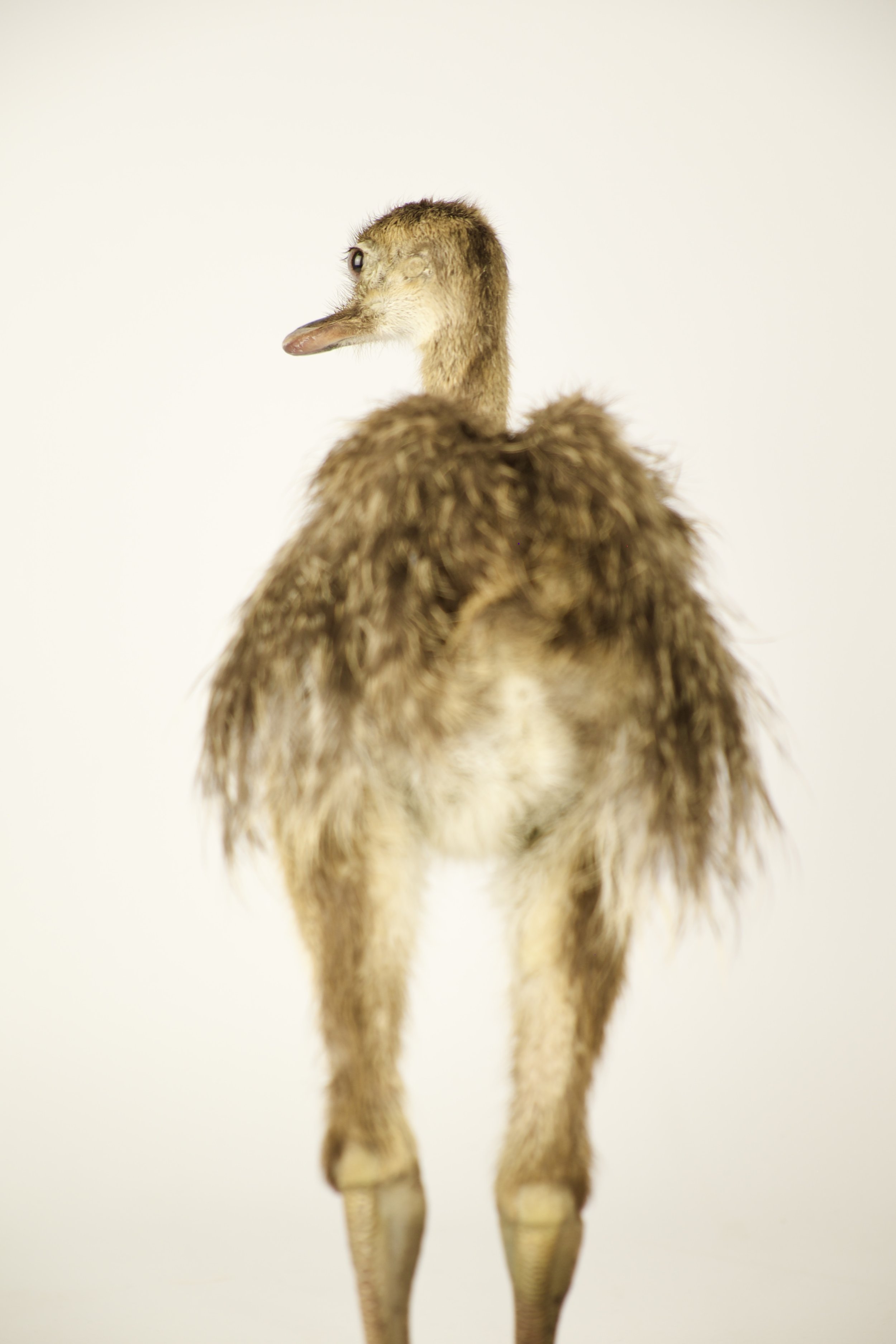 Unique taxidermy rhea chick - handmade by Katja Guilini
