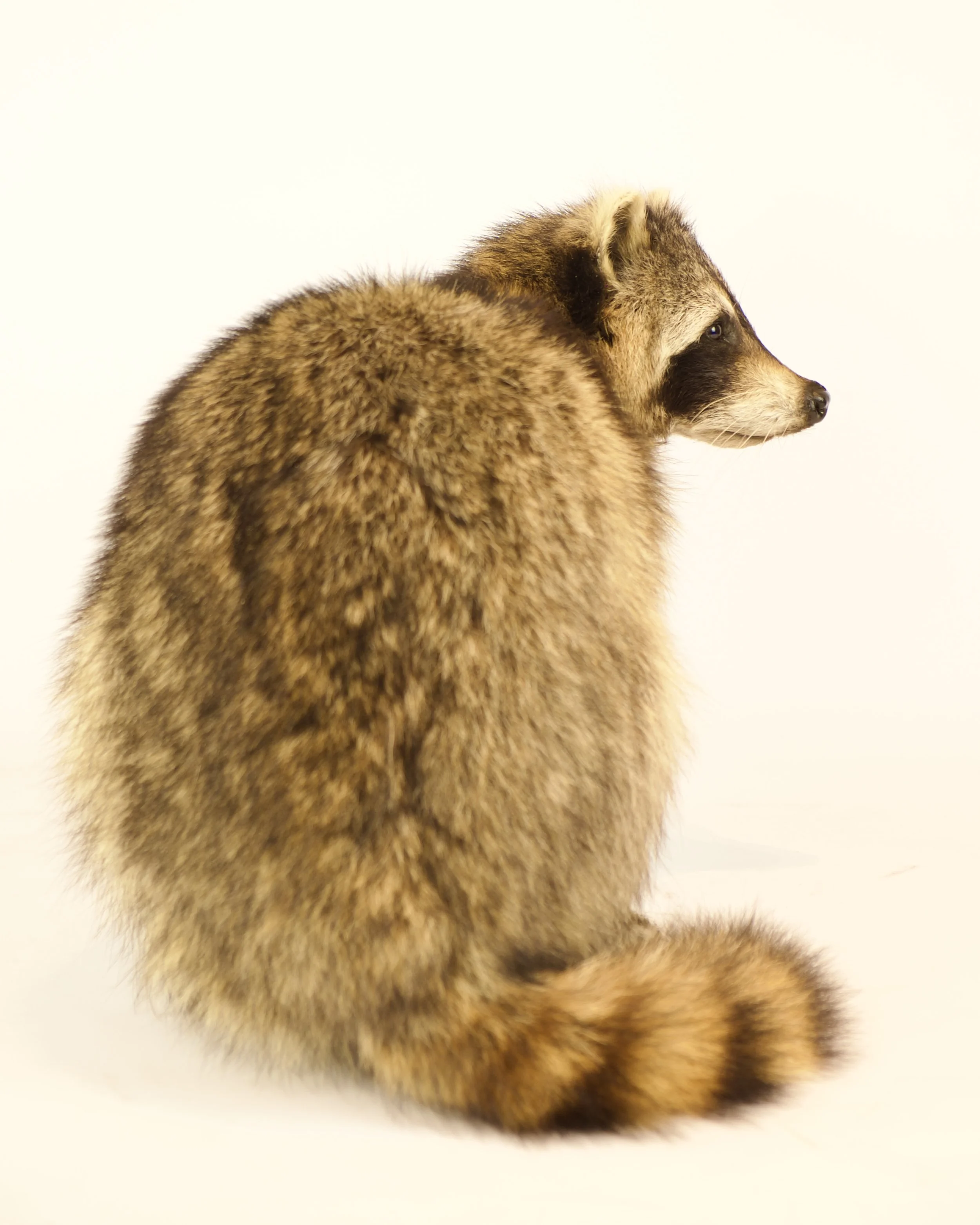 Unique taxidermy raccoon - handmade by Katja Guilini