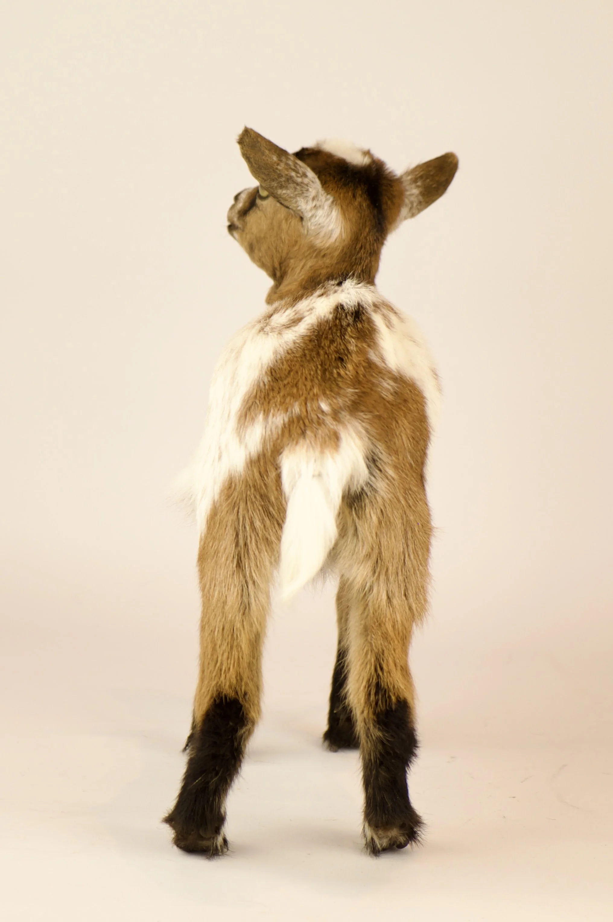 Unique taxidermy baby goat - handmade by Katja Guilini