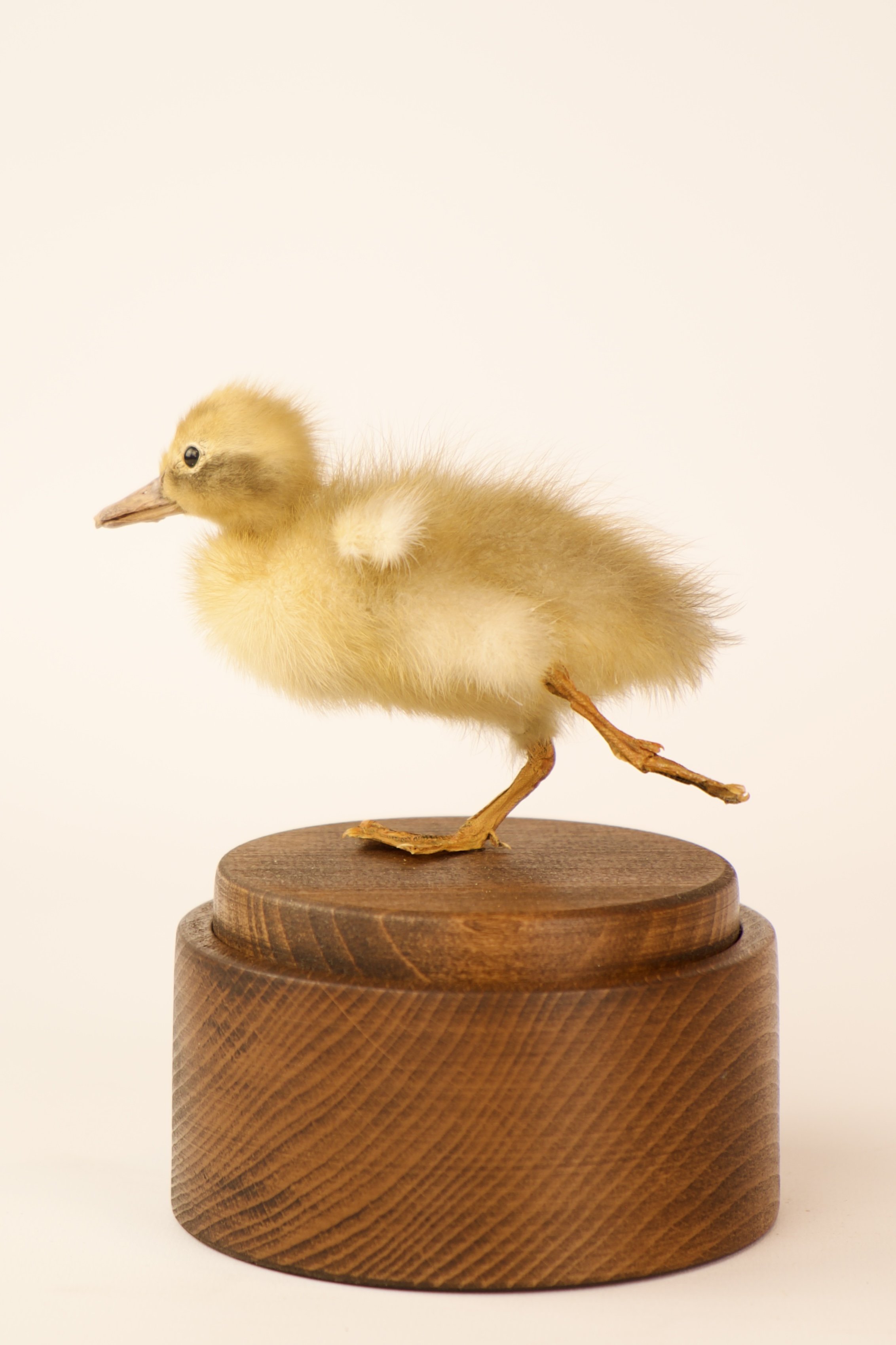 Unieke taxidermie muziekdoos - kuikens - handgemaakt door Katja Guilini