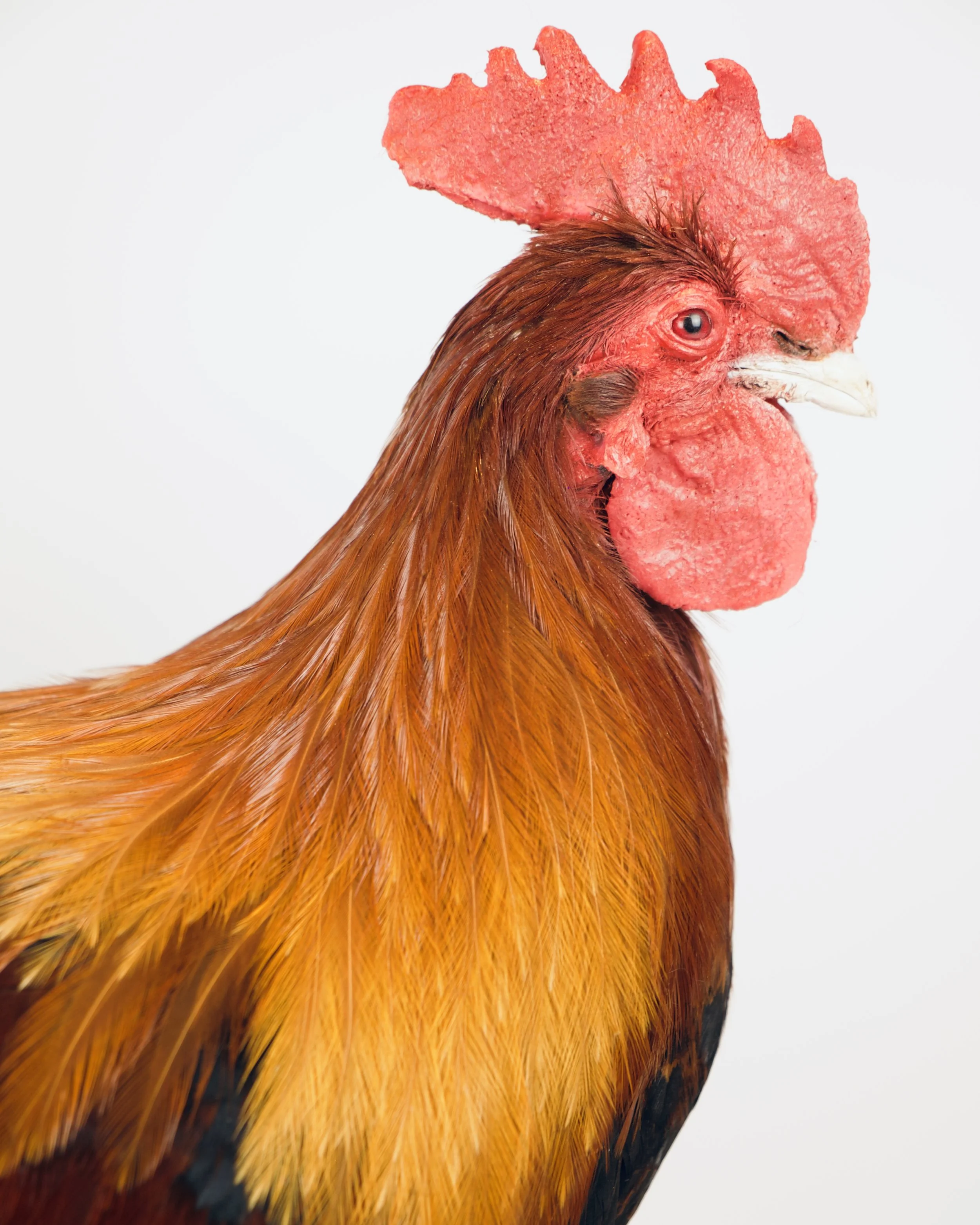 Quality taxidermy of domestic cock - unique stuffed animals by Katja Guilini - Belgium