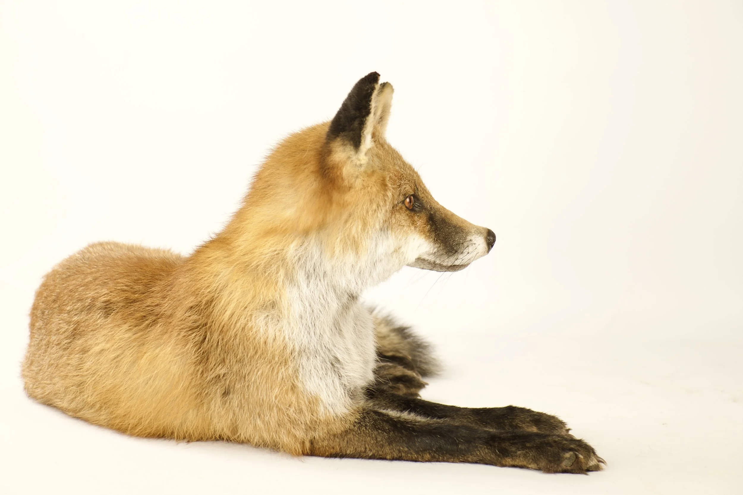 Unique taxidermy red fox - handmade by Katja Guilini