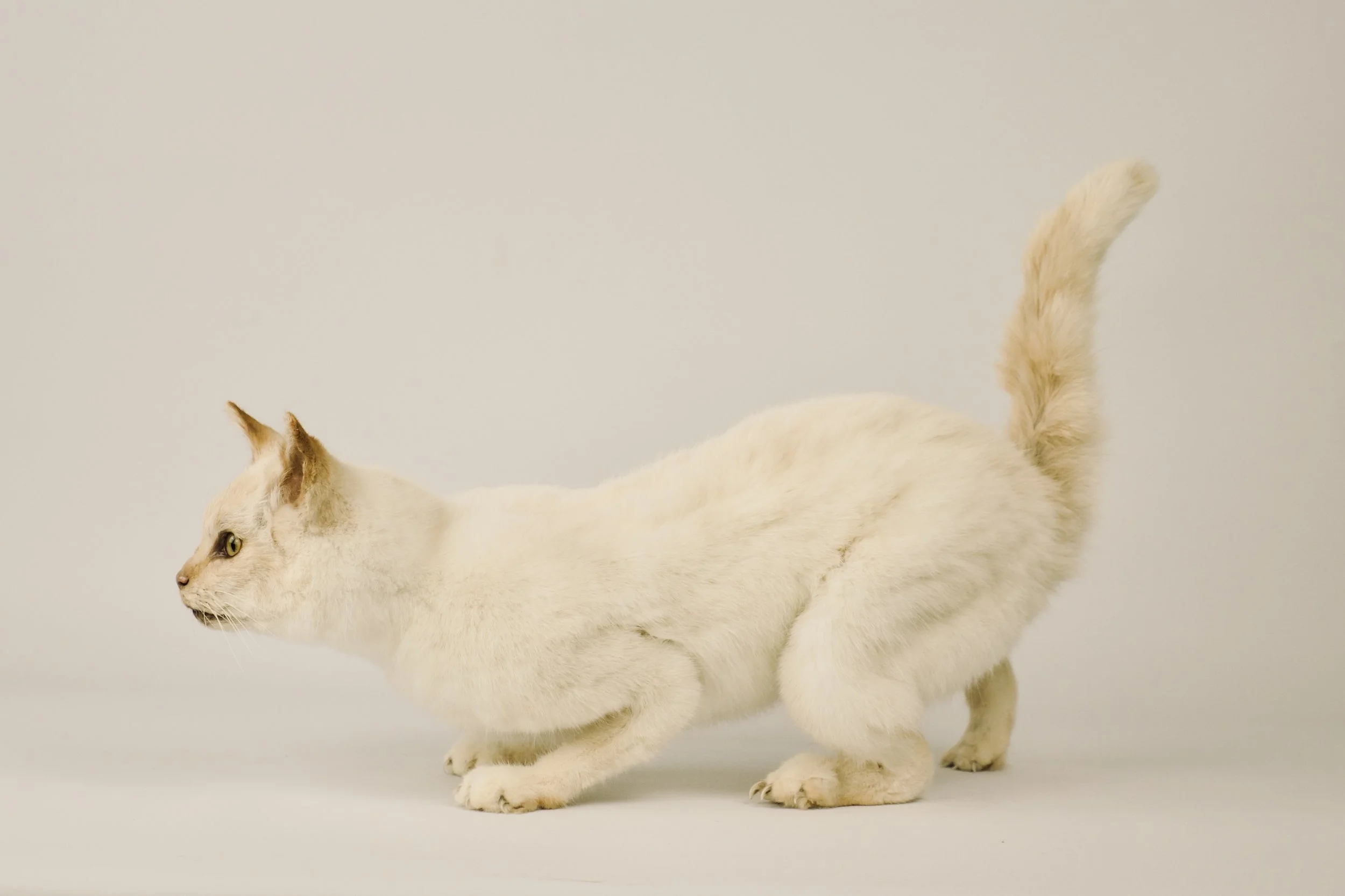 taxidermy cat