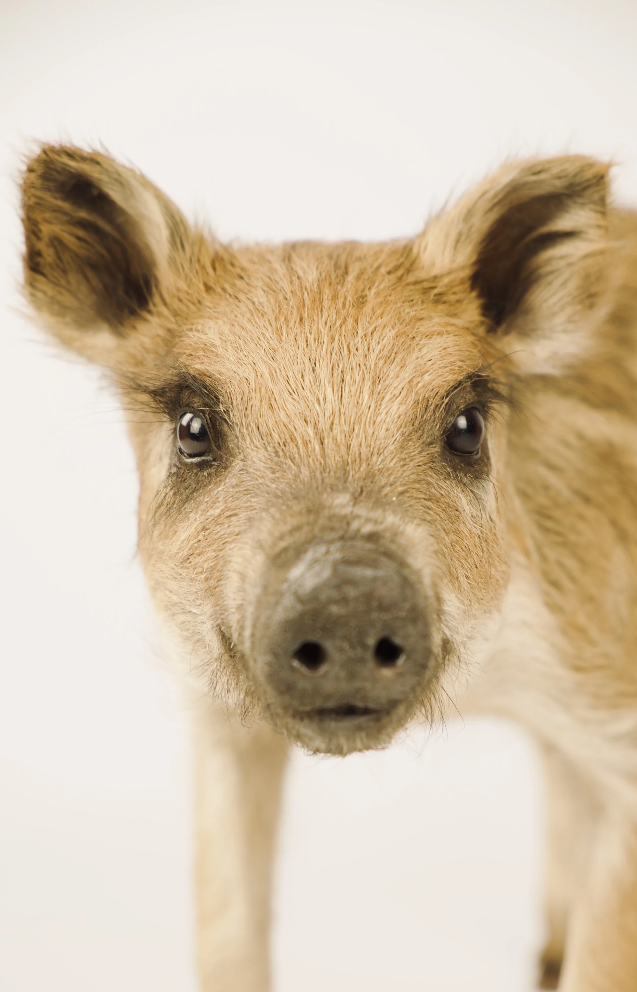 Quality taxidermy of cute boar pig - unique stuffed animals by Katja Guilini - Belgium