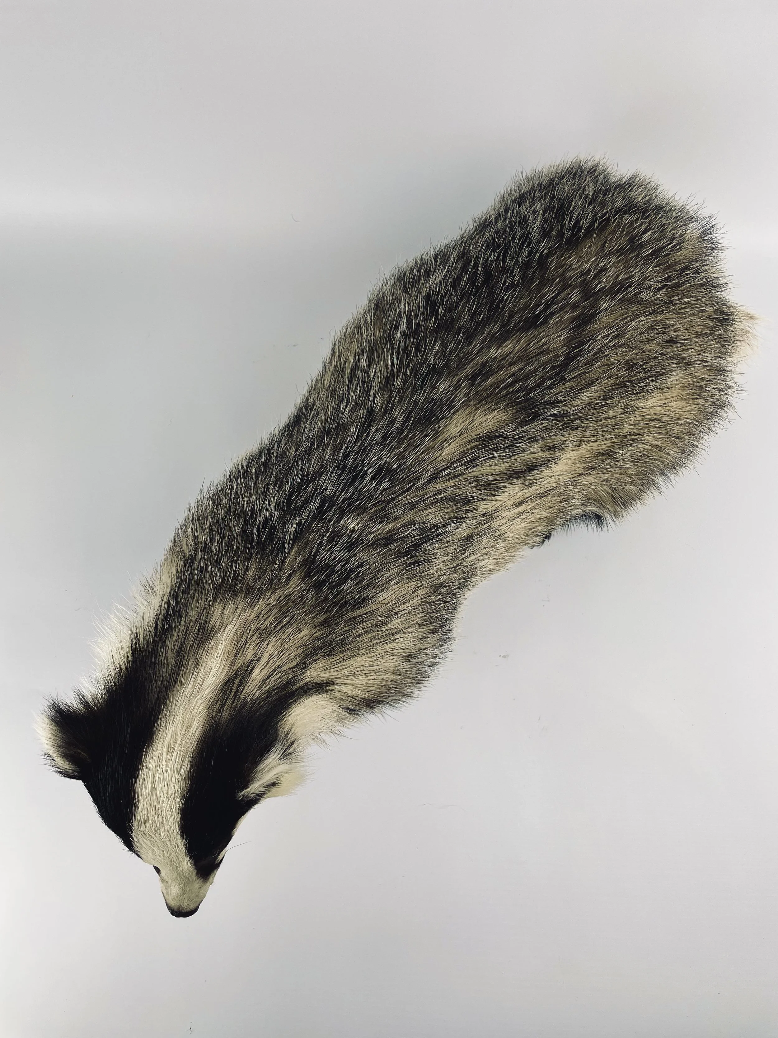 Quality taxidermy of cute bagger - unique stuffed animals by Katja Guilini - Belgium