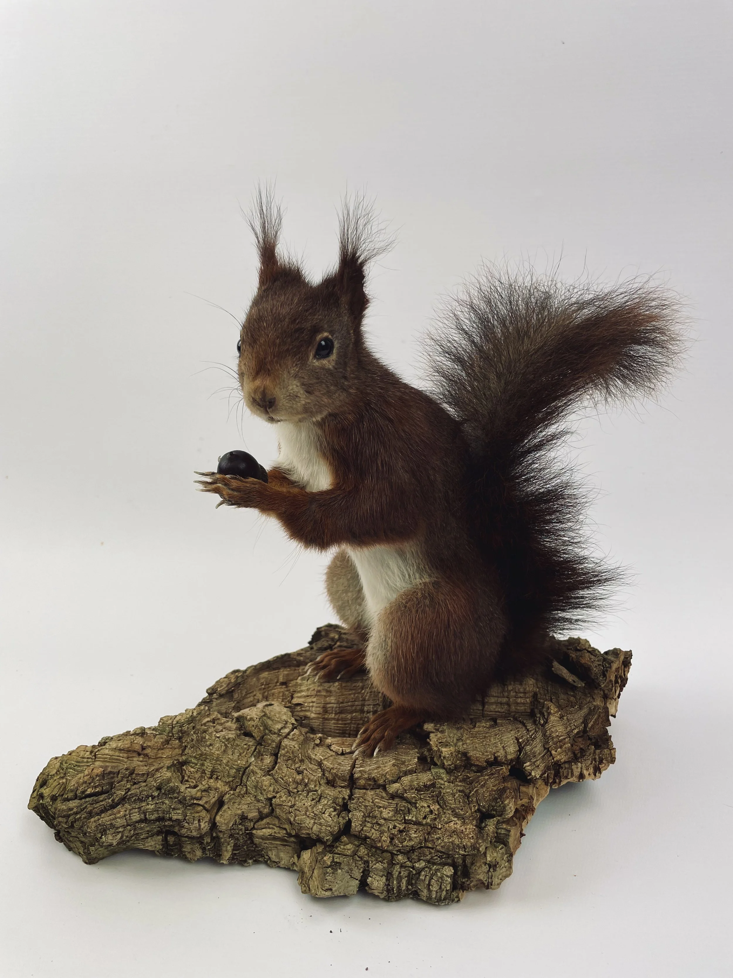 Quality taxidermy of cute squirrel - unique stuffed animals by Katja Guilini - Belgium