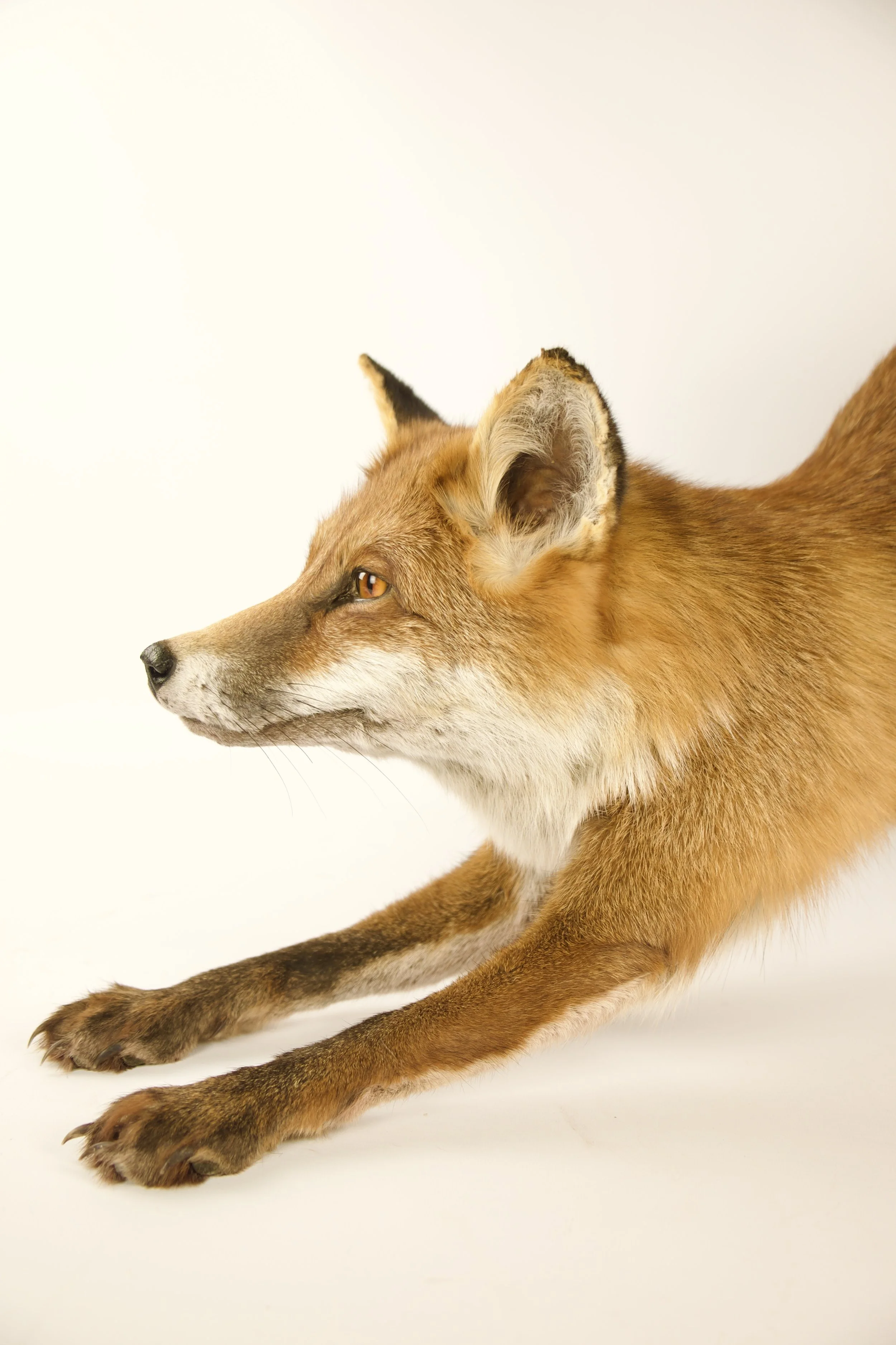 taxidermy fox
