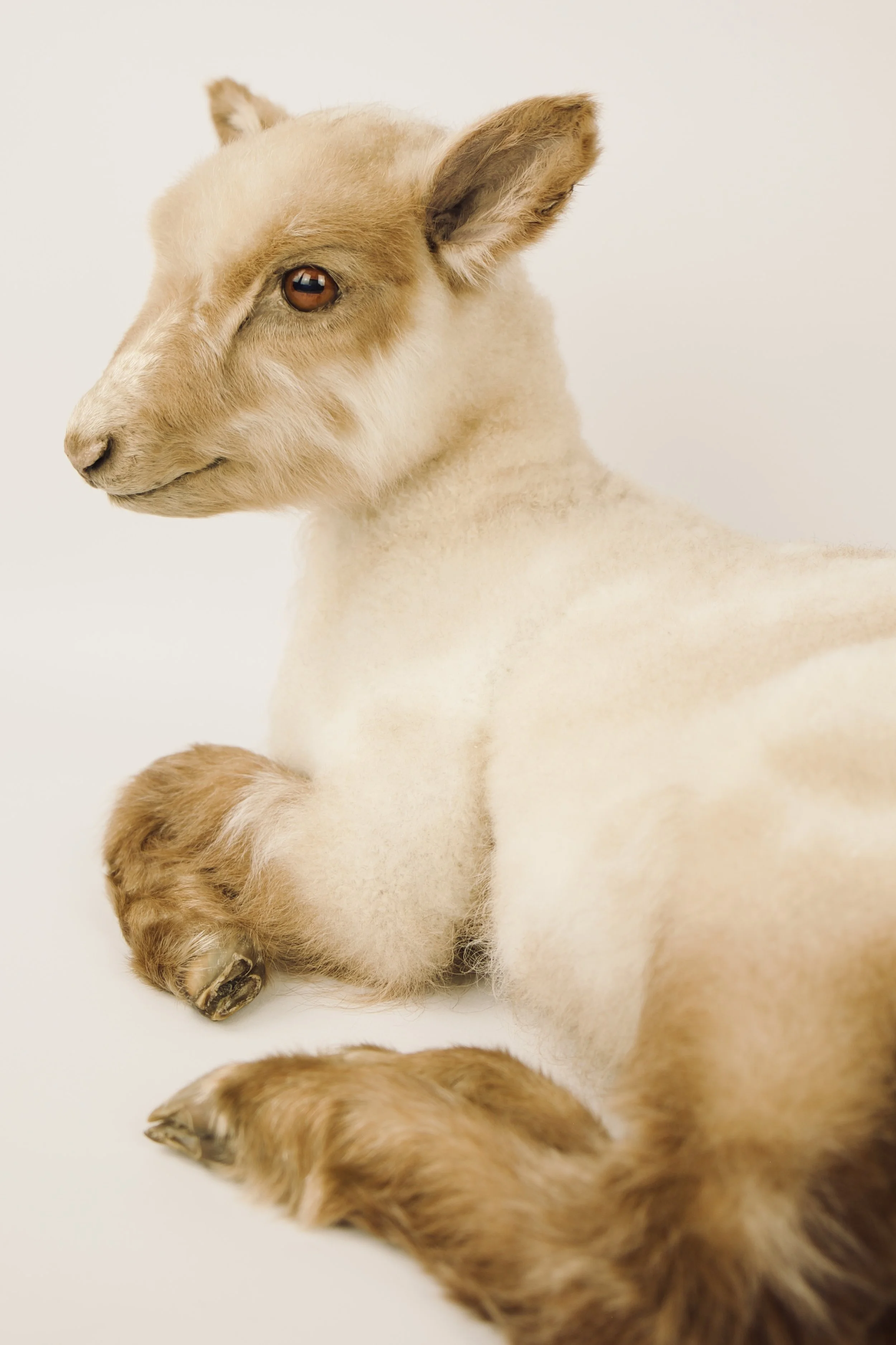 taxidermy lamb