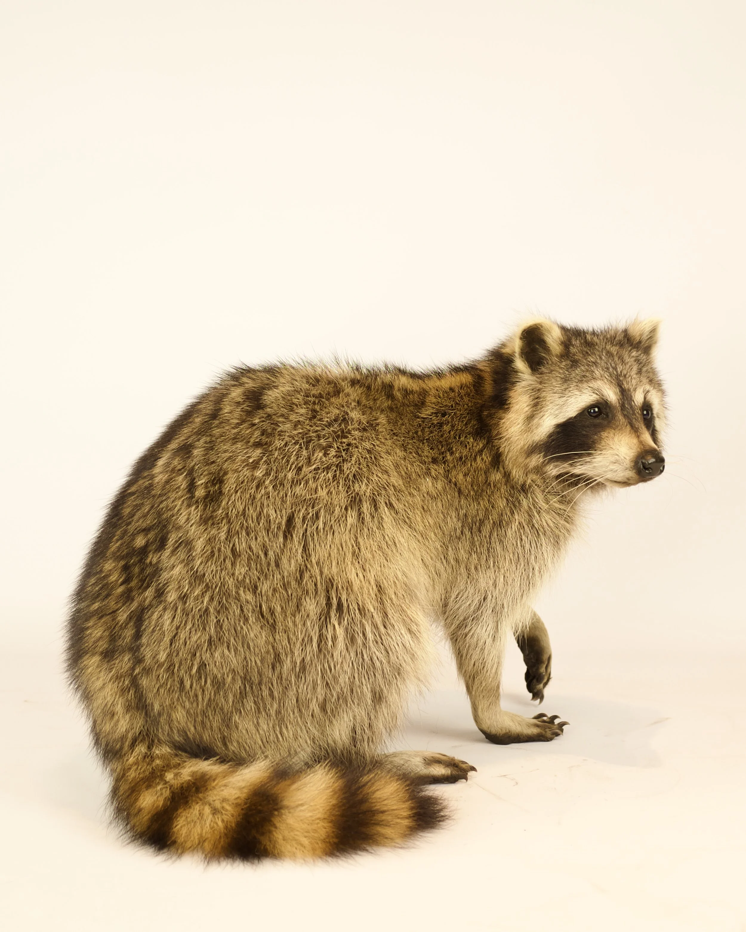 Unique taxidermy raccoon - handmade by Katja Guilini