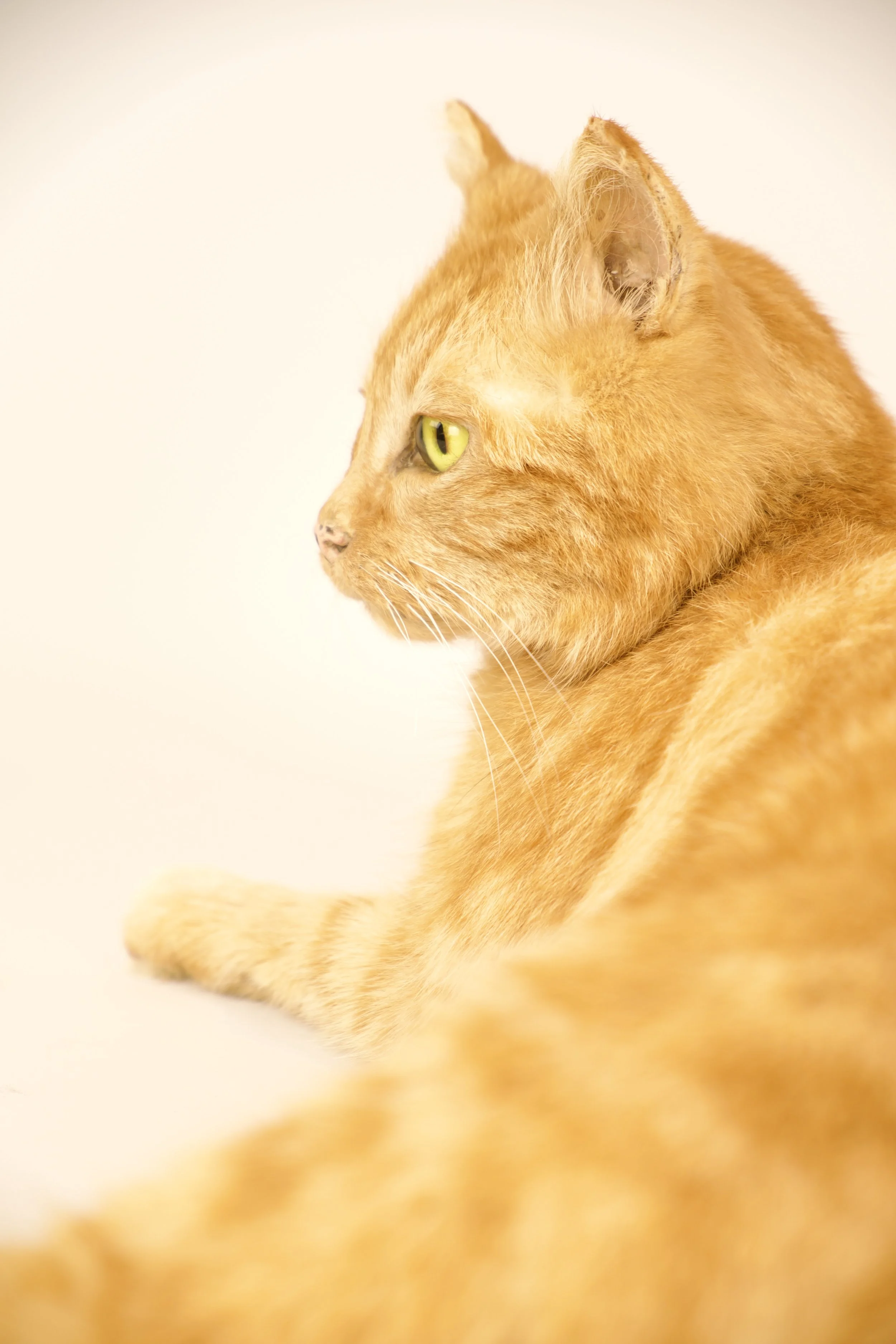 Kwalitatieve taxidermie van kat - unieke opgezette dieren door Katja Guilini - België