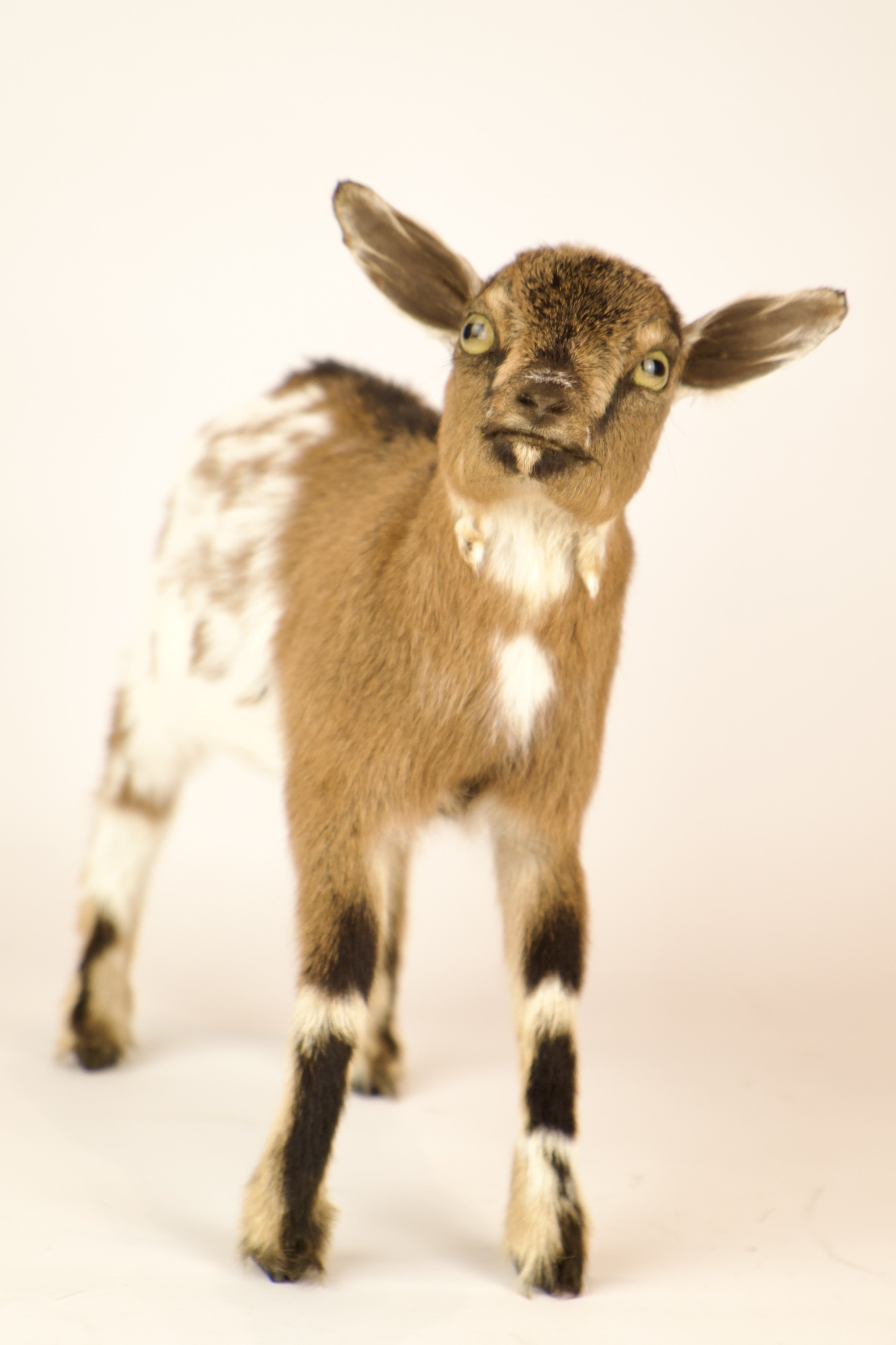 Unieke taxidermie geitje - handgemaakt door Katja Guilini