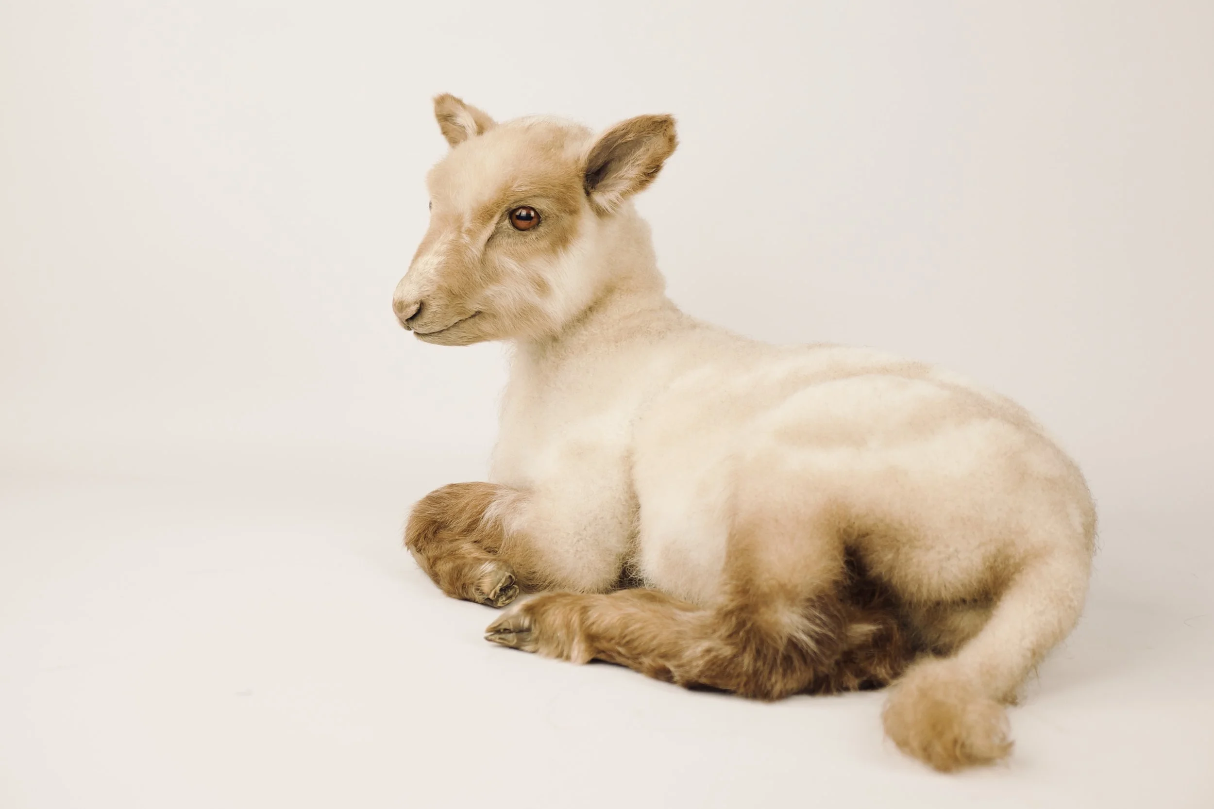 taxidermy lamb