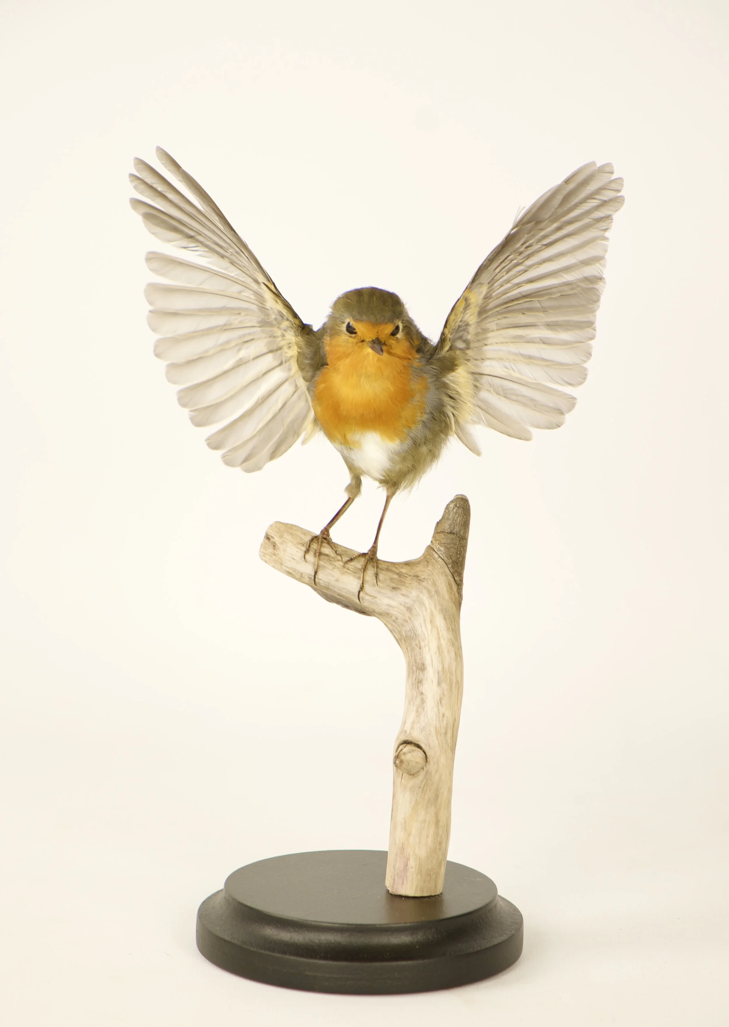 Kwalitatieve taxidermie van roodborst- unieke opgezette dieren door Katja Guilini - België