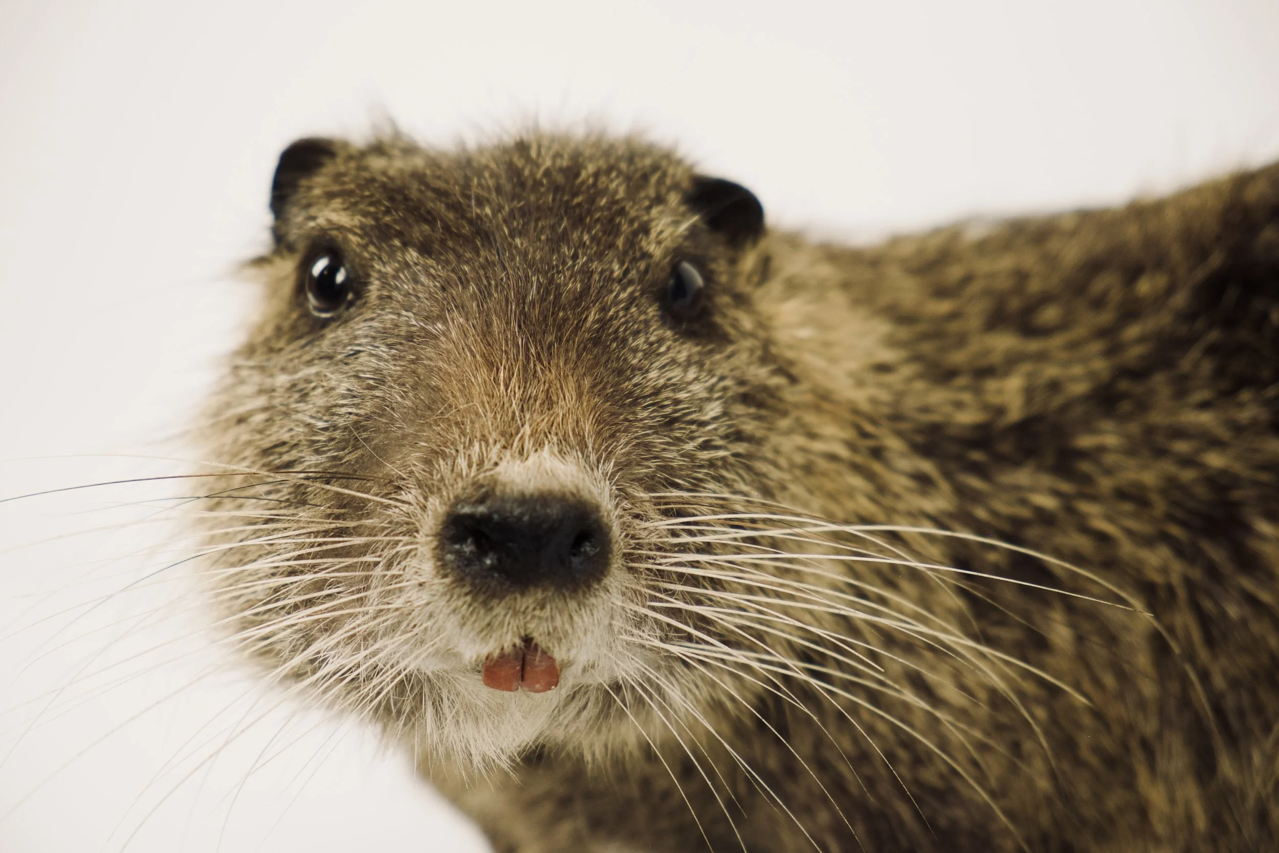 taxidermie nutria