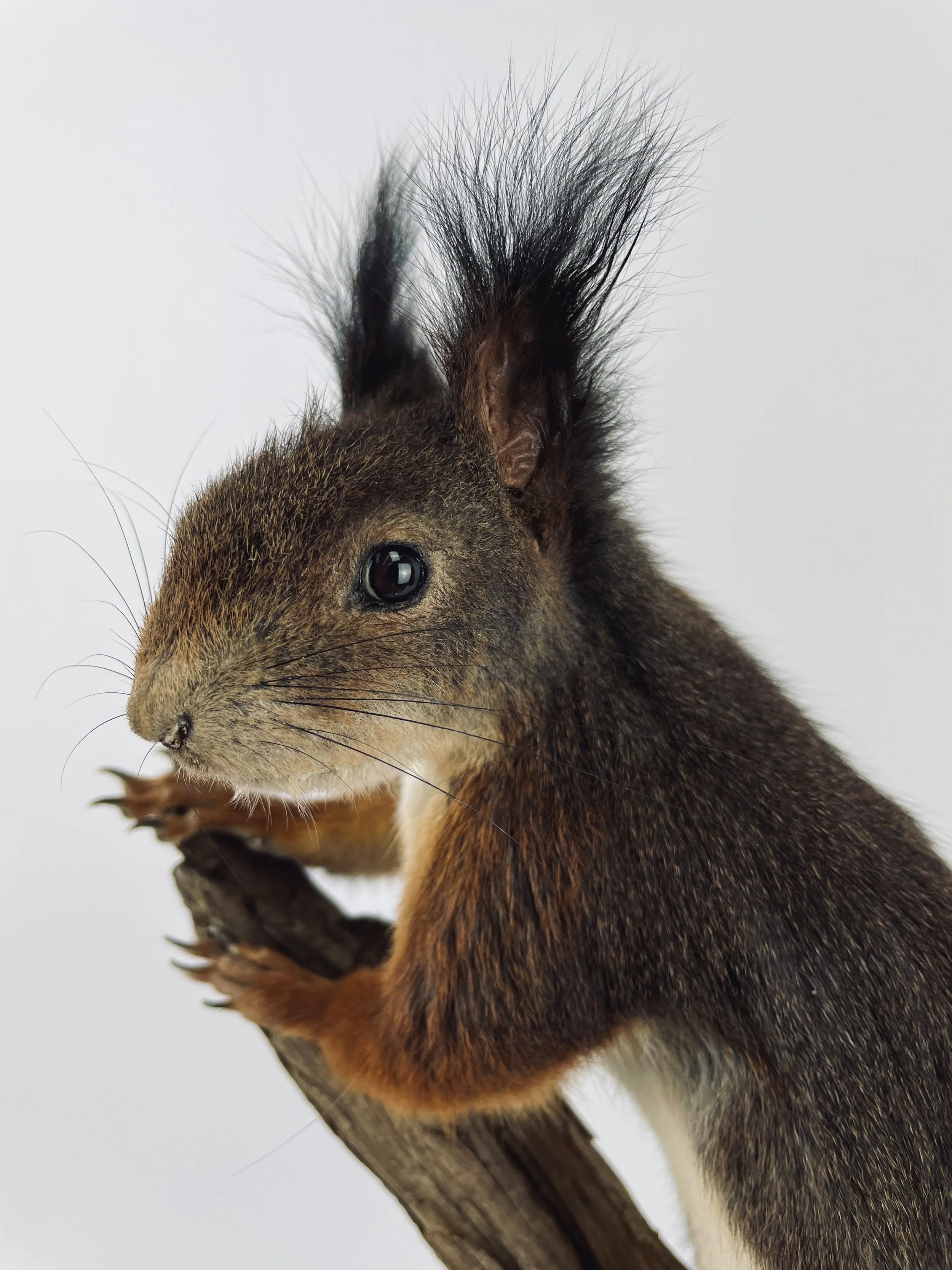 Quality taxidermy of cute squirrel - unique stuffed animals by Katja Guilini - Belgium