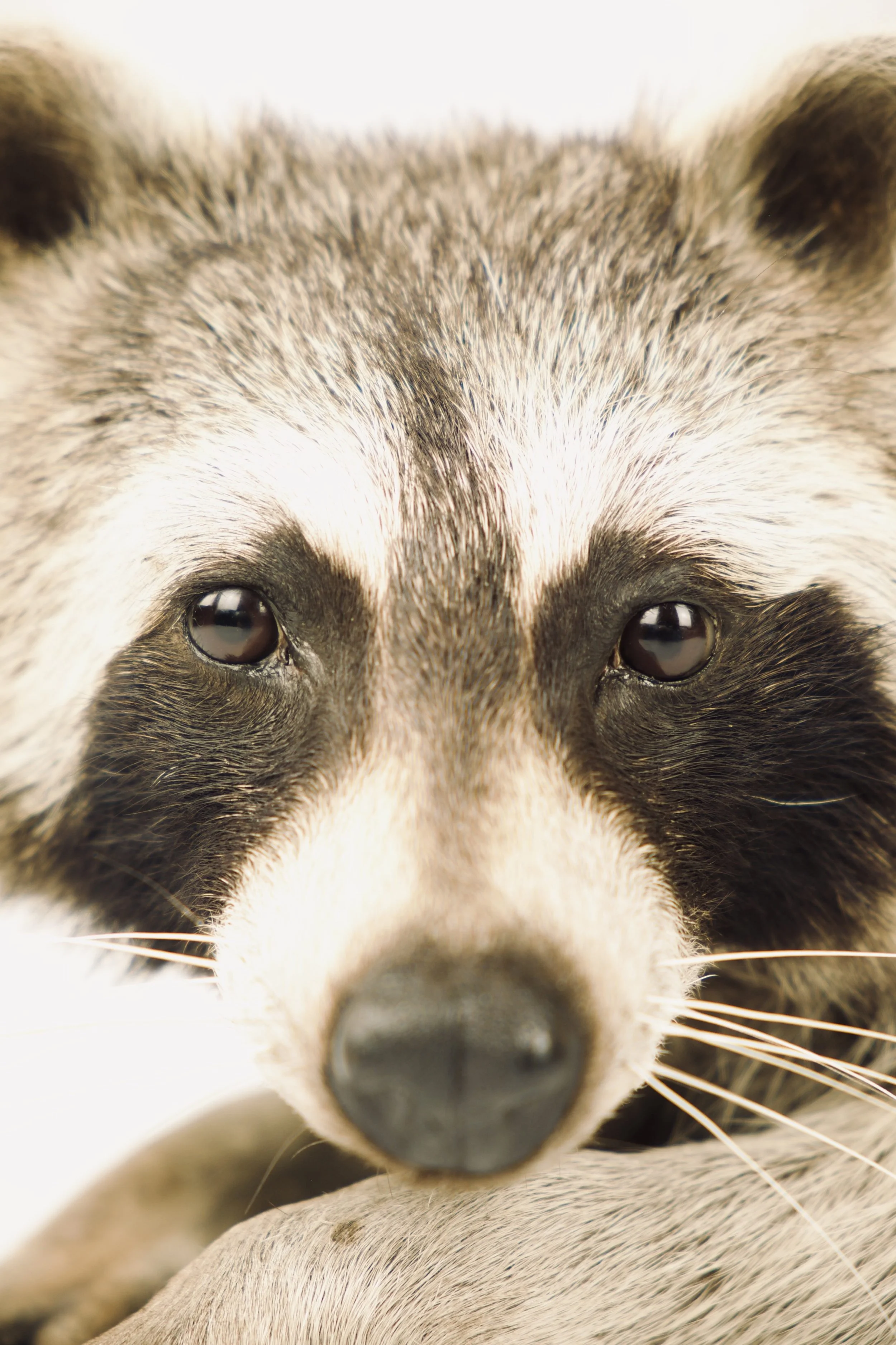 taxidermy raccoon