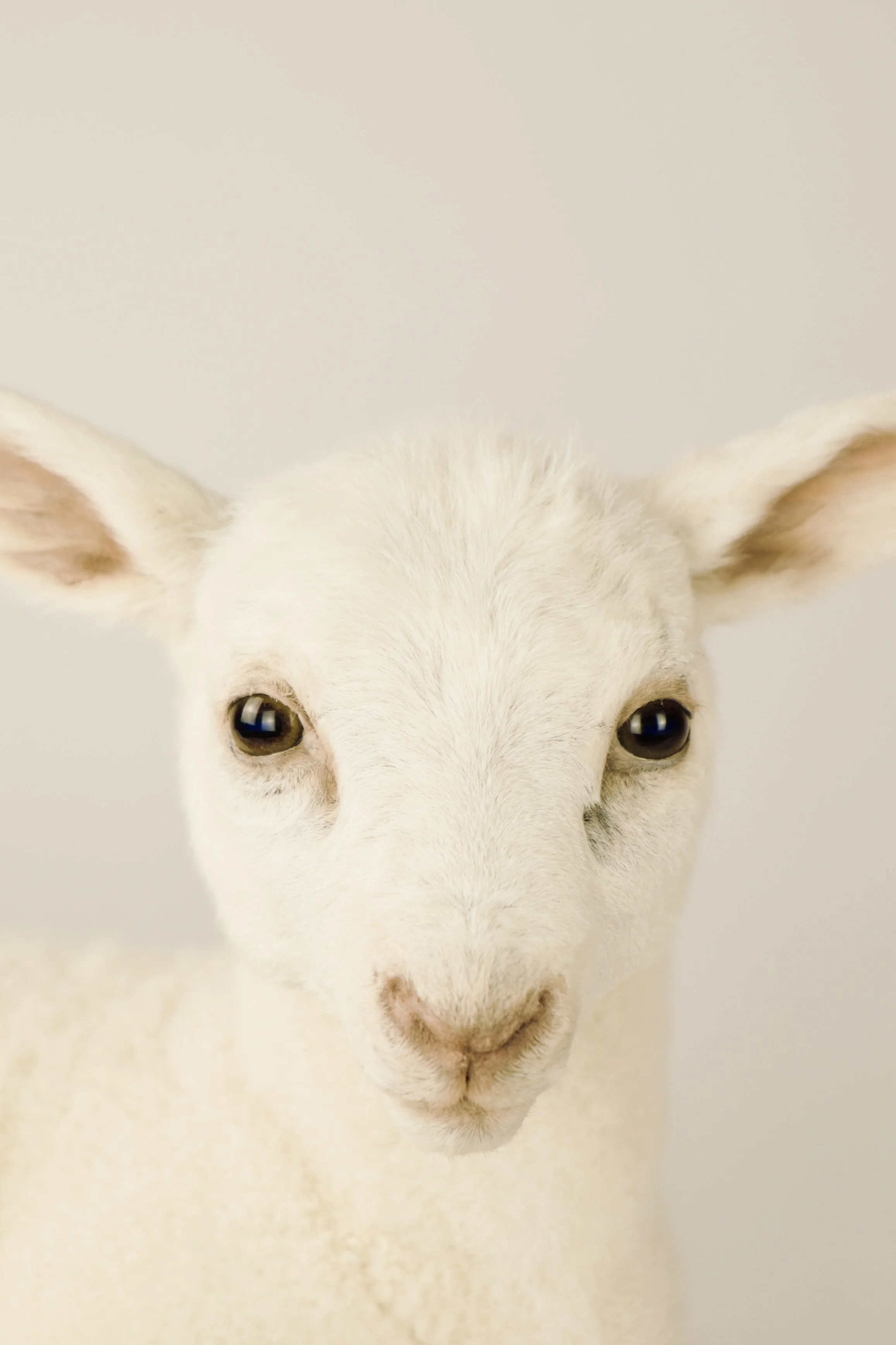 Uniek taxidermie lam - handgemaakt door Katja Guilini