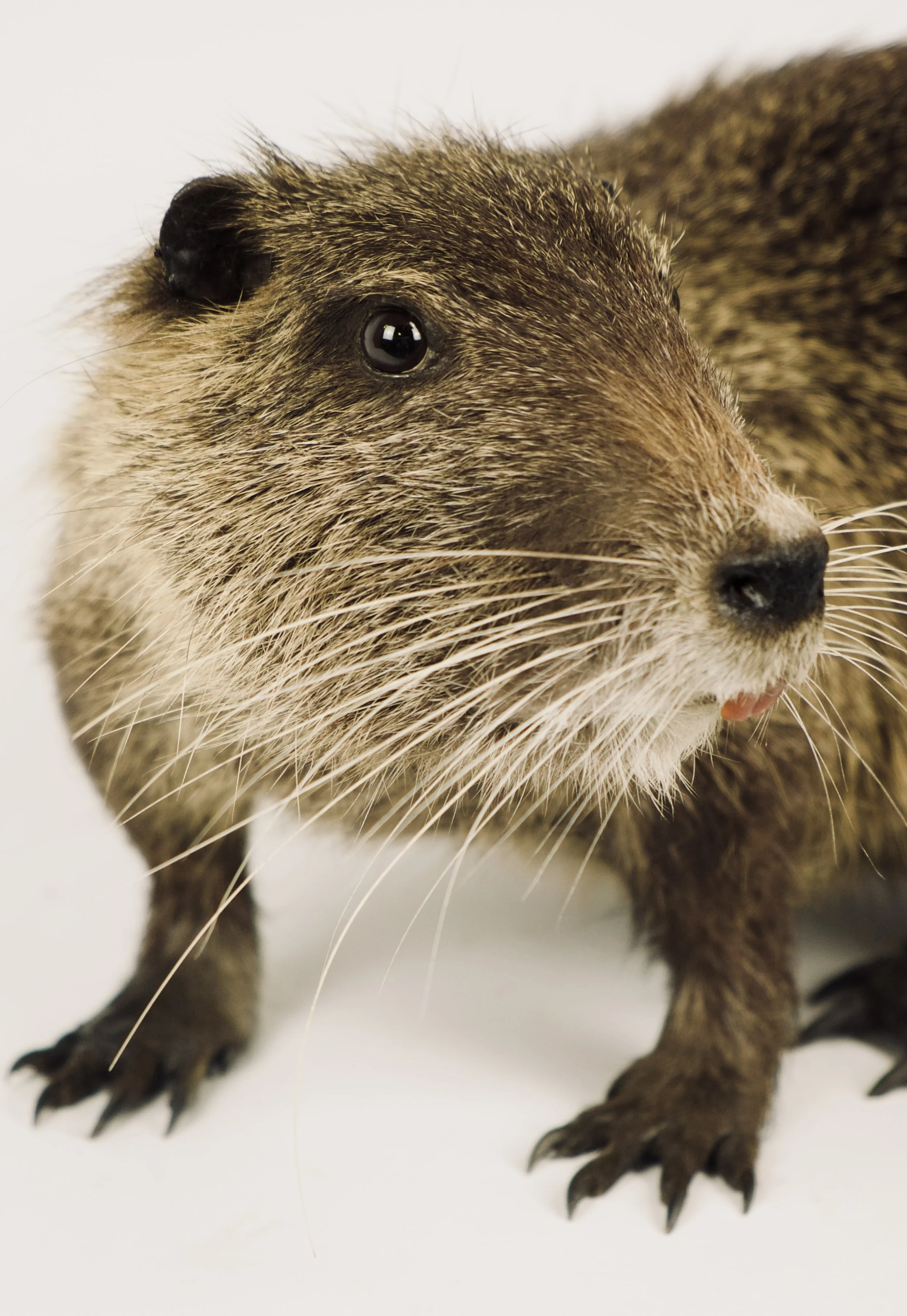 taxidermie nutria