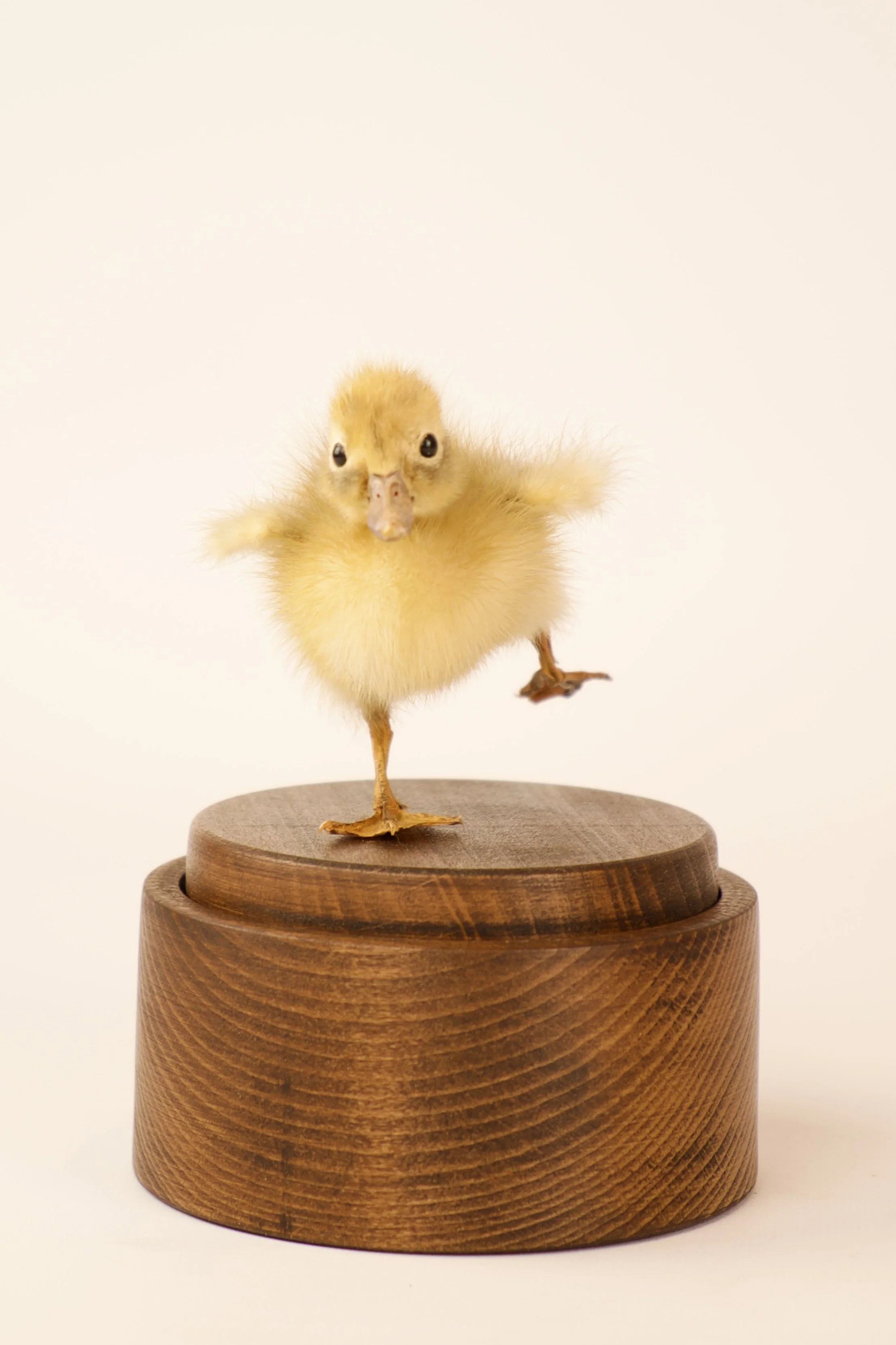 Unique taxidermy music box - handmade by Katja Guilini