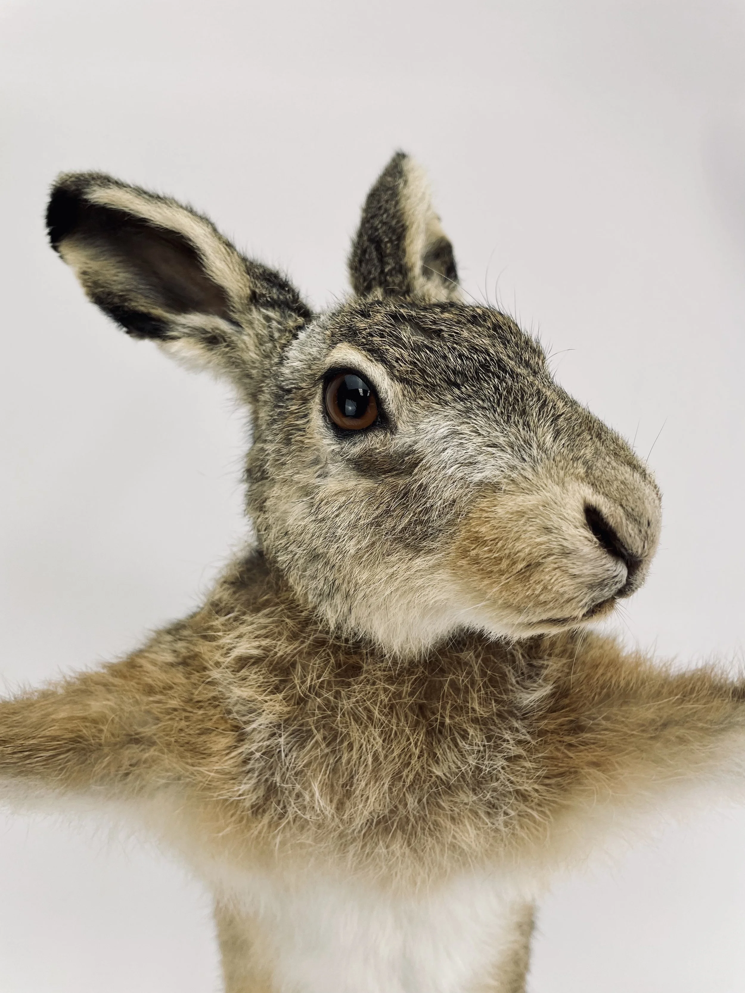 Quality taxidermy of hare - unique stuffed animals by Katja Guilini - Belgium
