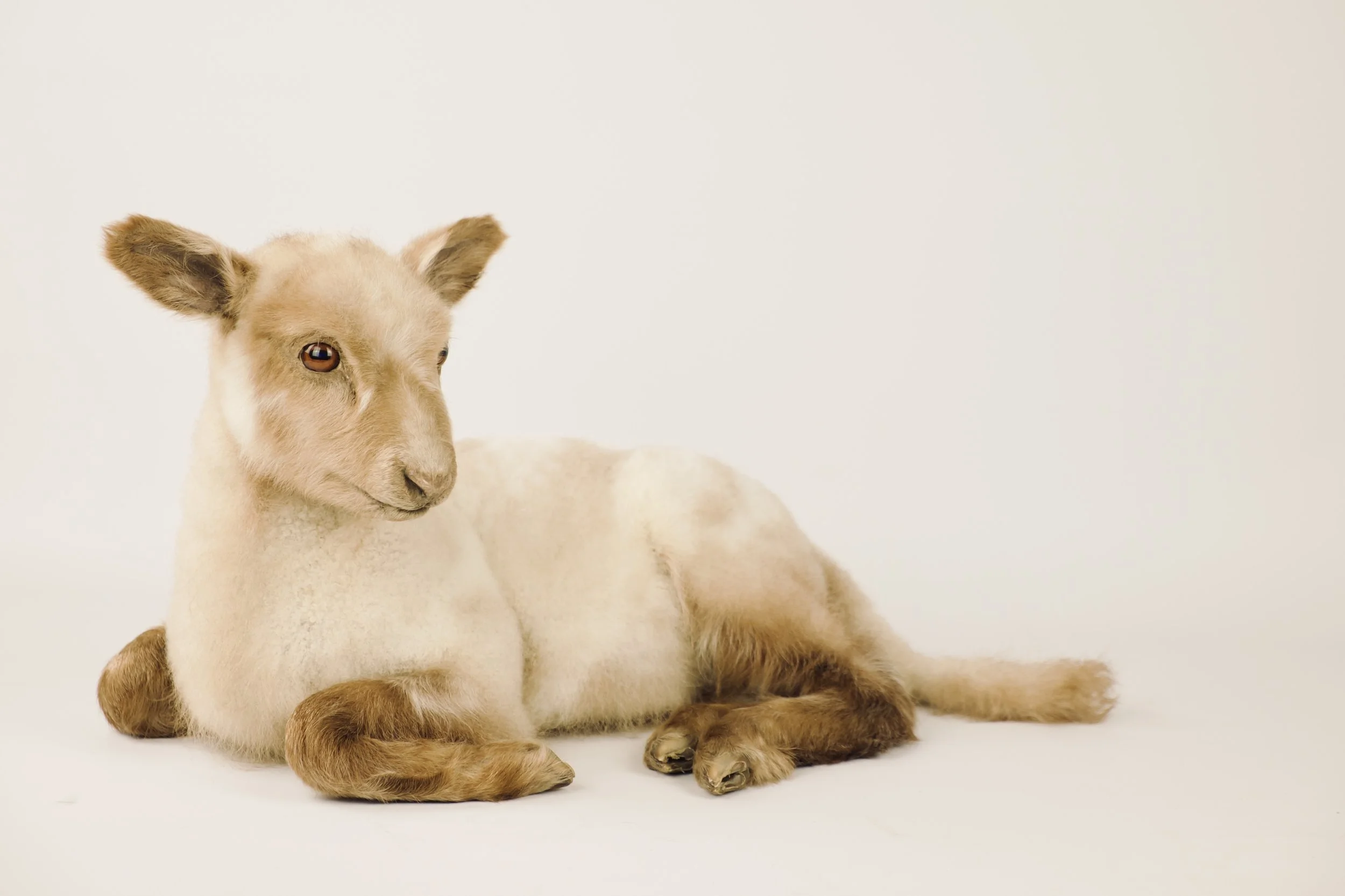 taxidermy lamb