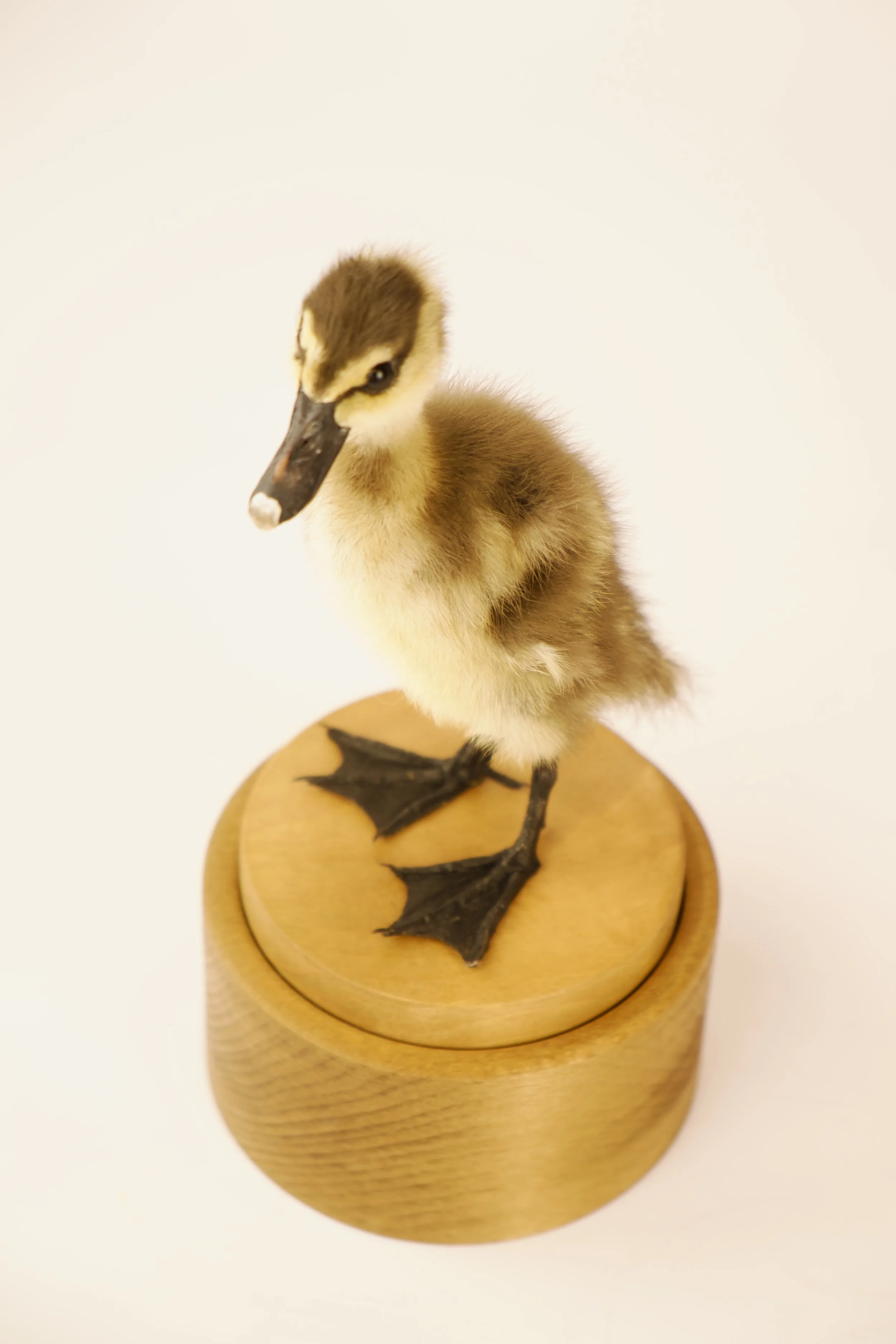 Unique taxidermy music box - handmade by Katja Guilini