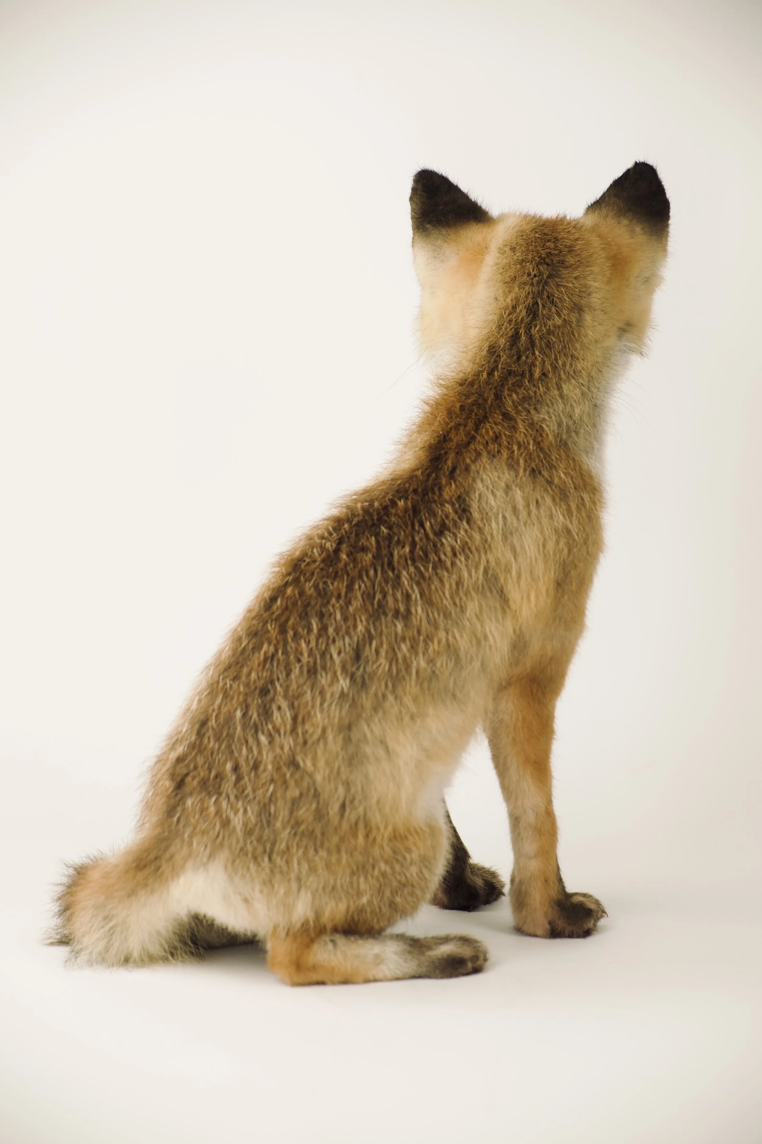Quality taxidermy of cute red fox pup - unique stuffed animals by Katja Guilini - Belgium