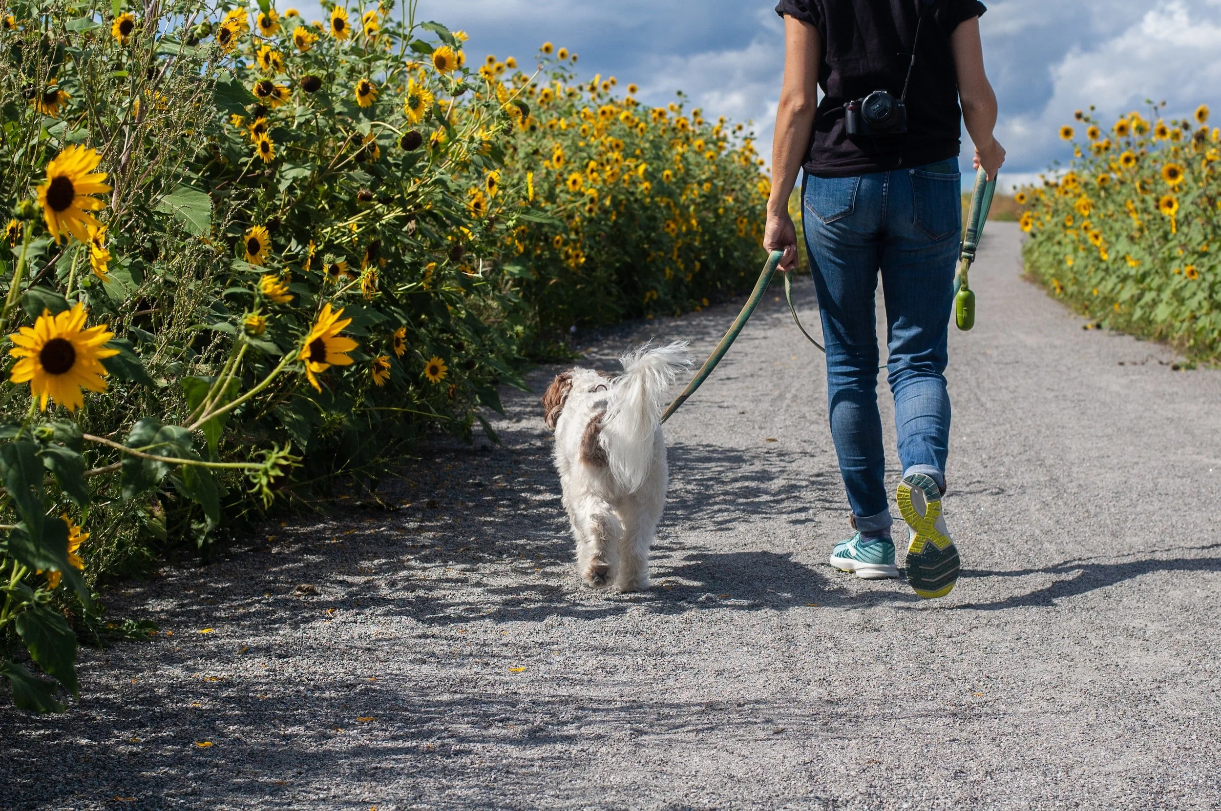 A person in jeans and sneakers walks a small dog down a path lined with sunflowers under a cloudy sky, conveying a serene and sunny mood.
