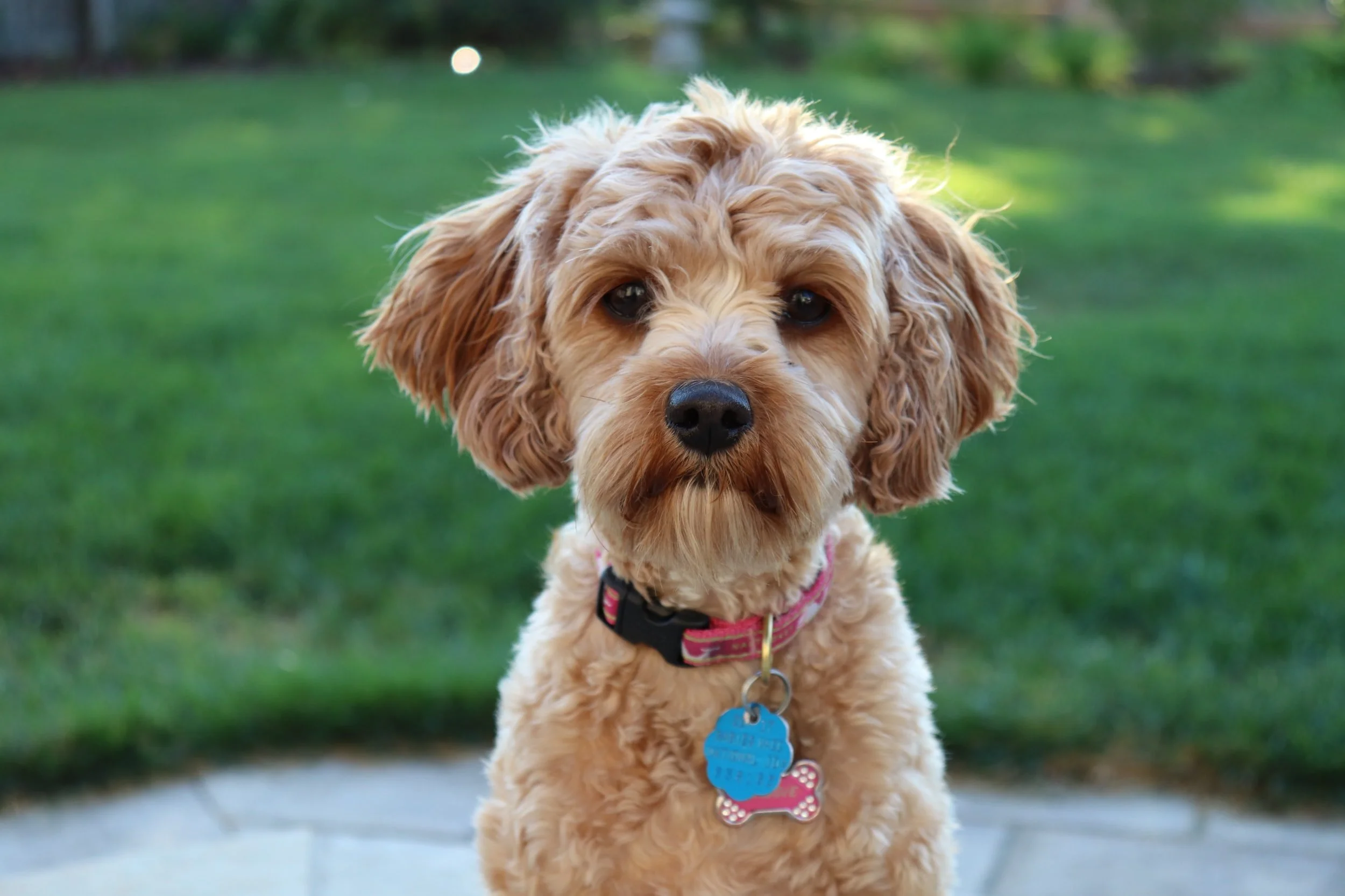 A curly-haired dog with a pink collar and blue tag sits on a patio, gazing forward. The background is a lush green lawn, creating a serene outdoor setting.