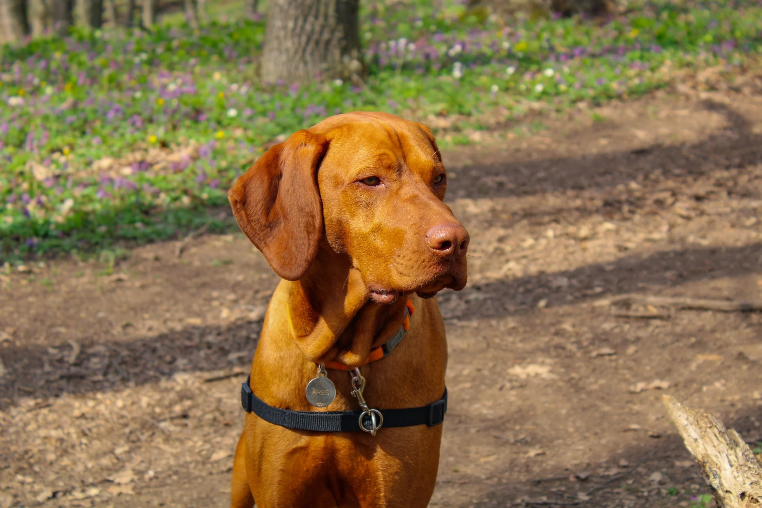 A brown dog sits attentively on a dirt path in a sunlit forest, wearing a collar with tags. Purple wildflowers and greenery fill the background.