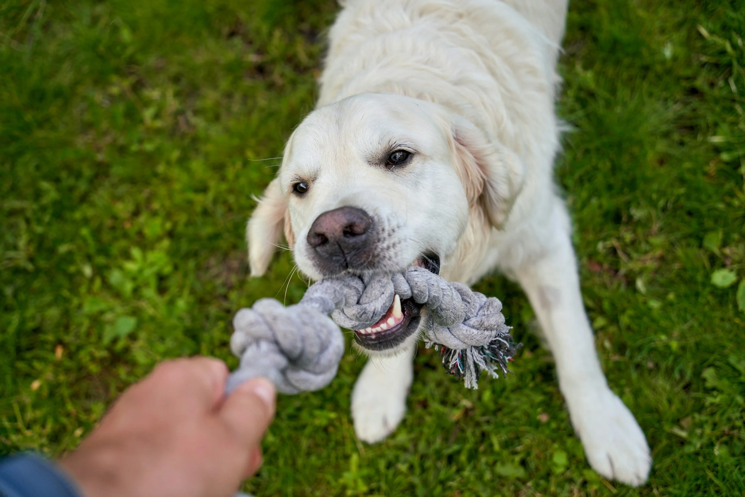 Golden Retriever playfully tugs on a gray rope toy held by a person, standing on a lush green lawn, exuding energy and joy.