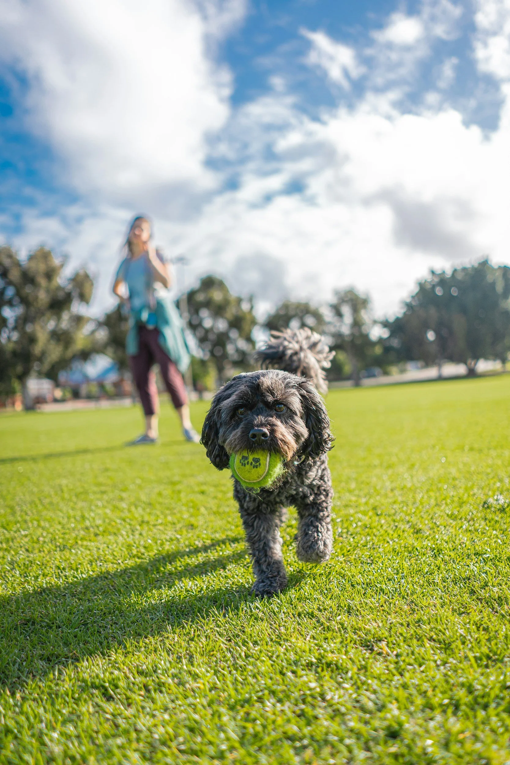 A small black dog with curly fur carries a yellow tennis ball in its mouth while running on lush green grass. A person stands in the blurred background under a blue sky.