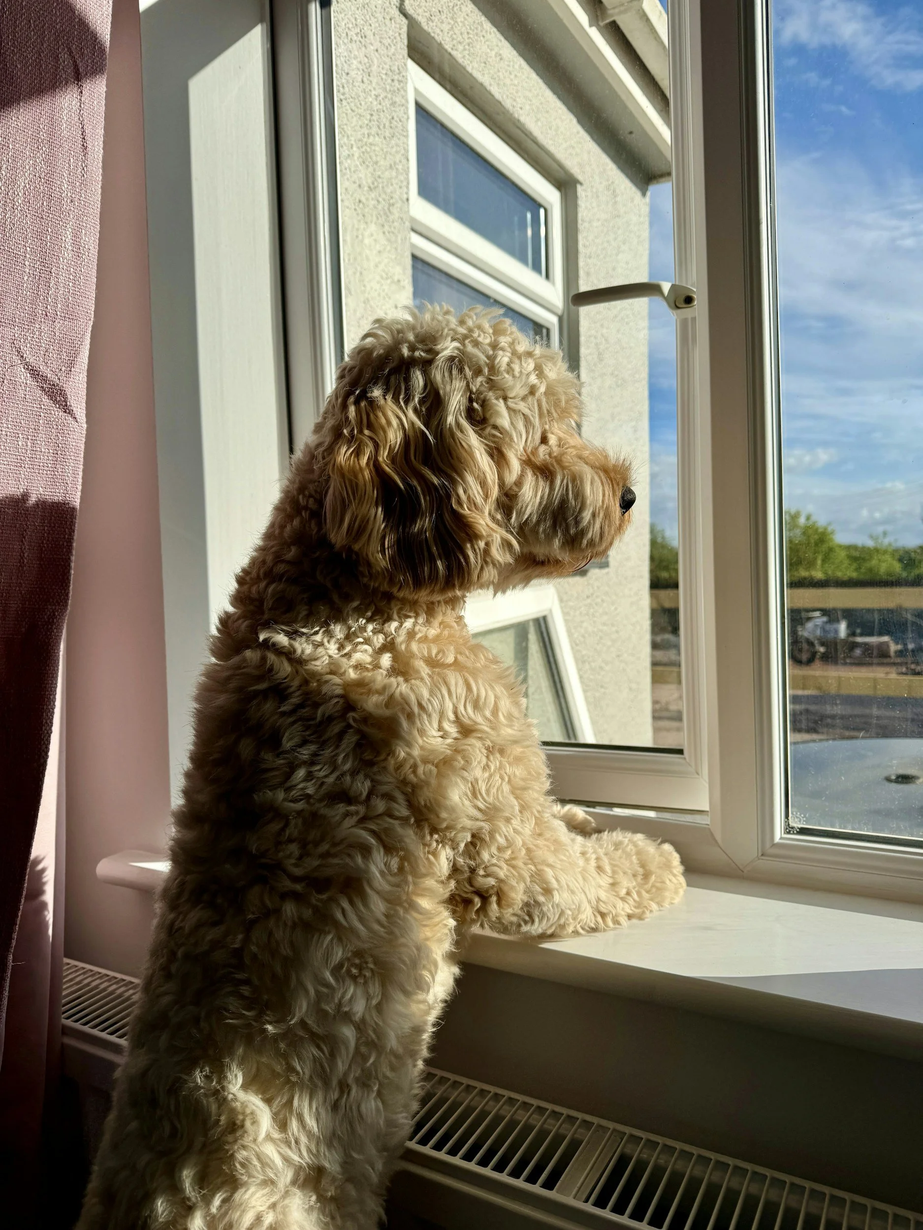 A fluffy dog with curly fur gazes out a sunny window, standing on hind legs on a windowsill. The scene conveys curiosity and calmness.