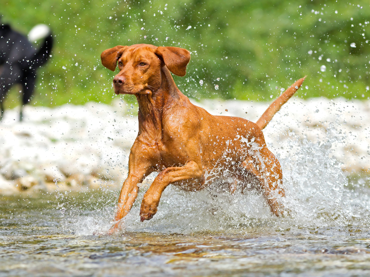 A brown dog joyfully splashes through a shallow river, creating water droplets in mid-air. A green, blurred natural background enhances the lively scene.