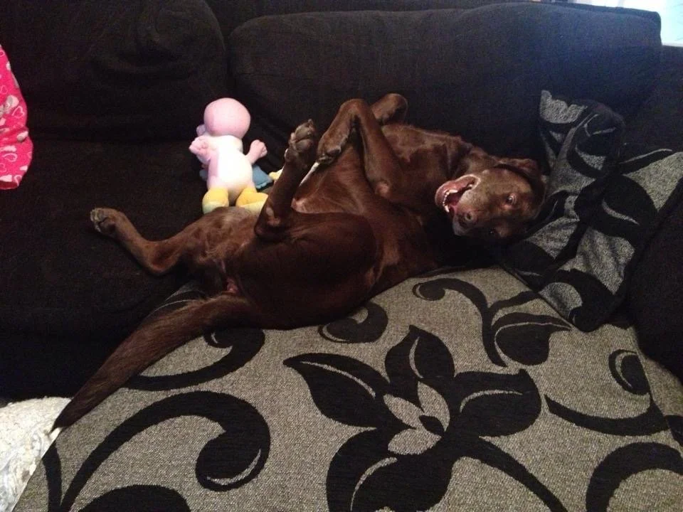 A brown dog lies playfully on a patterned black and gray couch, belly up, beside a small plush toy. The scene is relaxed and joyful.