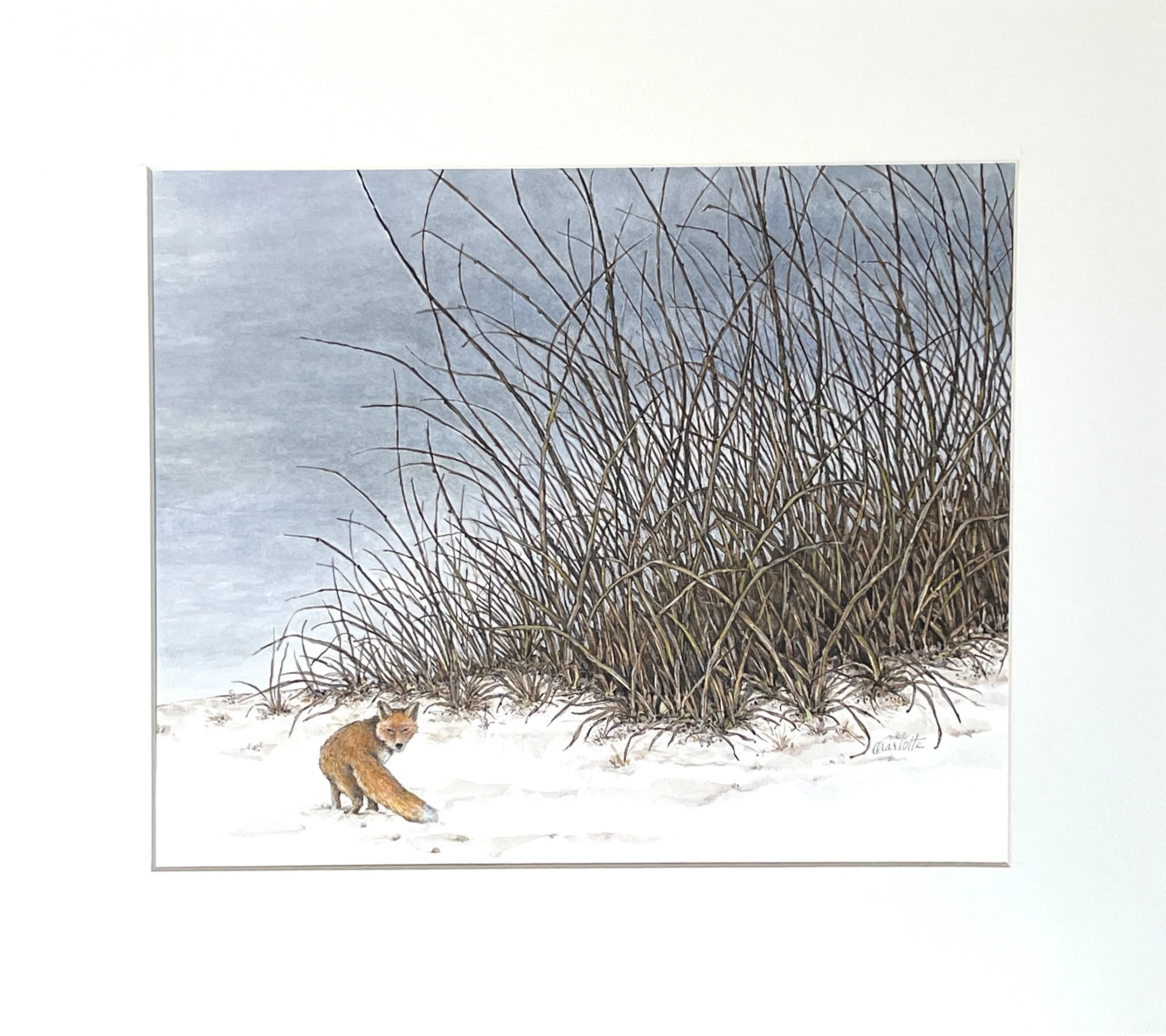 Fox on the beach CROP.jpg