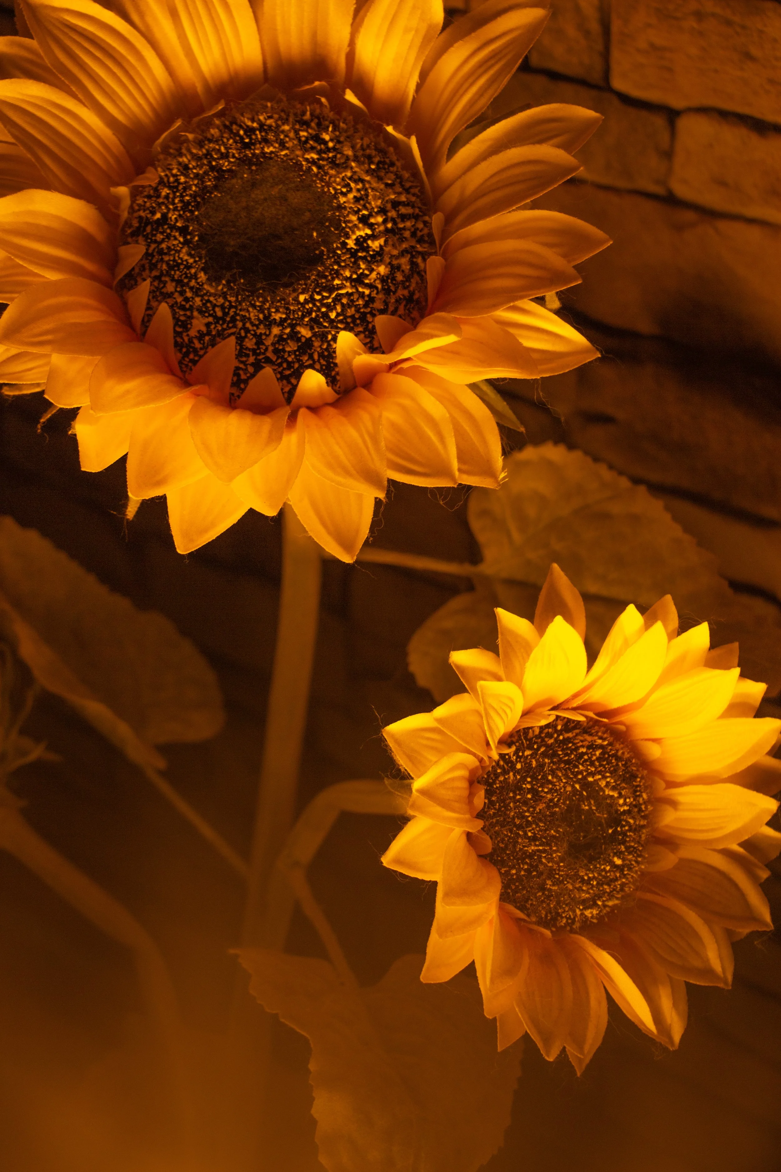 Two sunflowers with yellow petals and dark centers illuminated with warm lighting against a brick wall background.