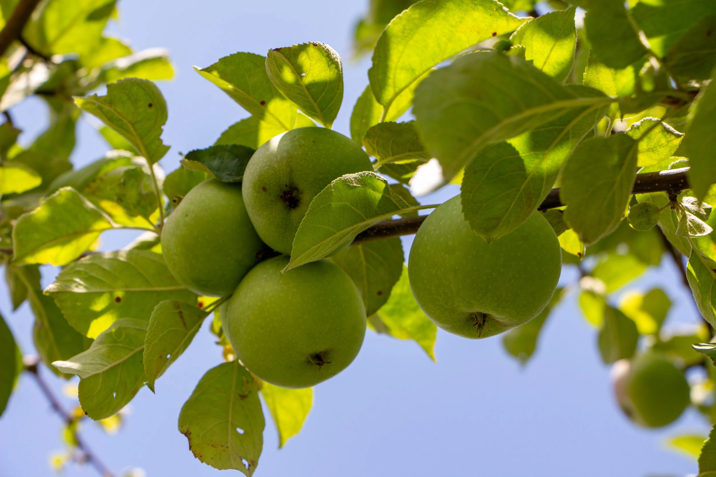 Green apples growing on a tree branch with green leaves and a clear blue sky in the background.