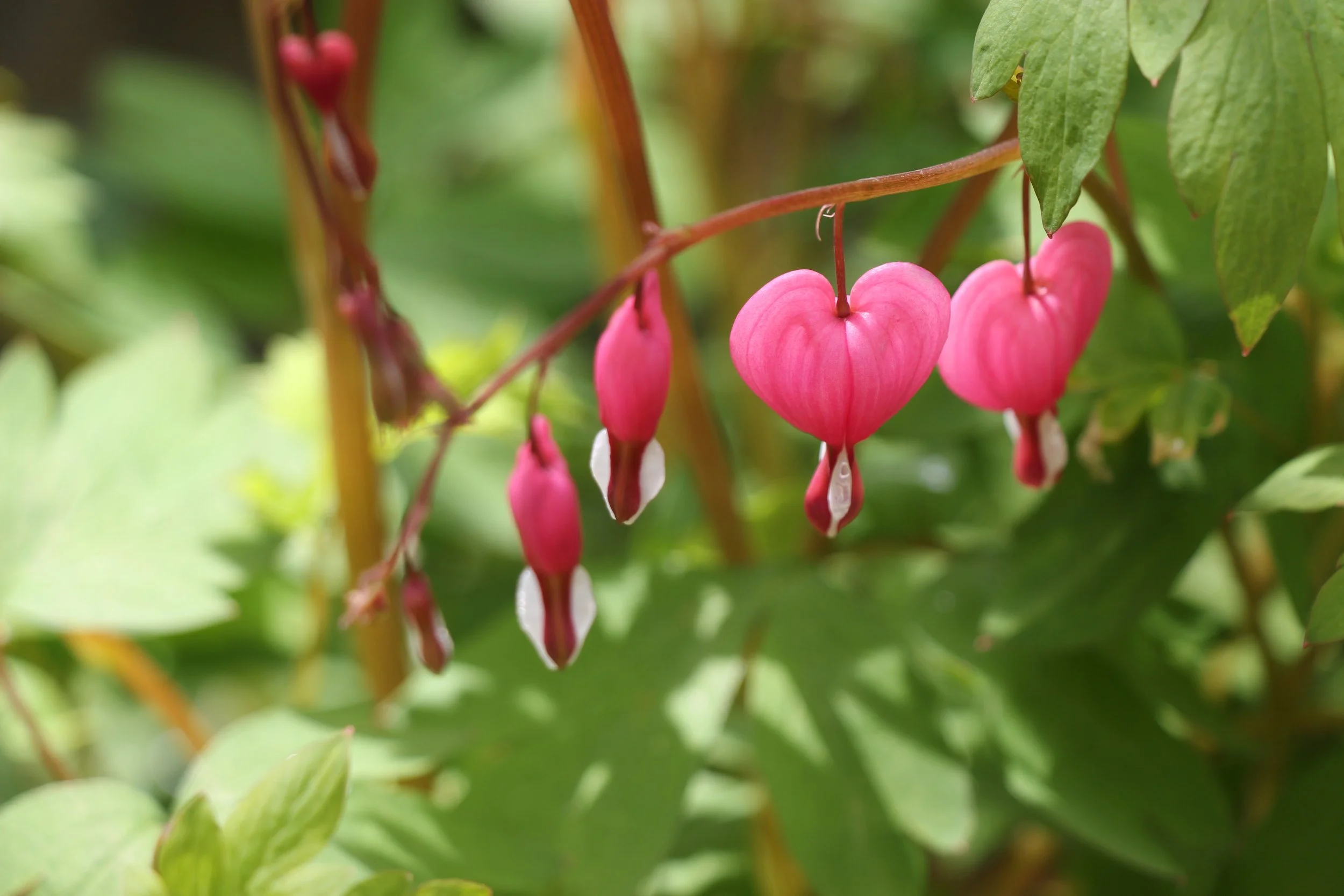 Close-up of pink bleeding heart flowers hanging from a curved stem with green leaves in the background.