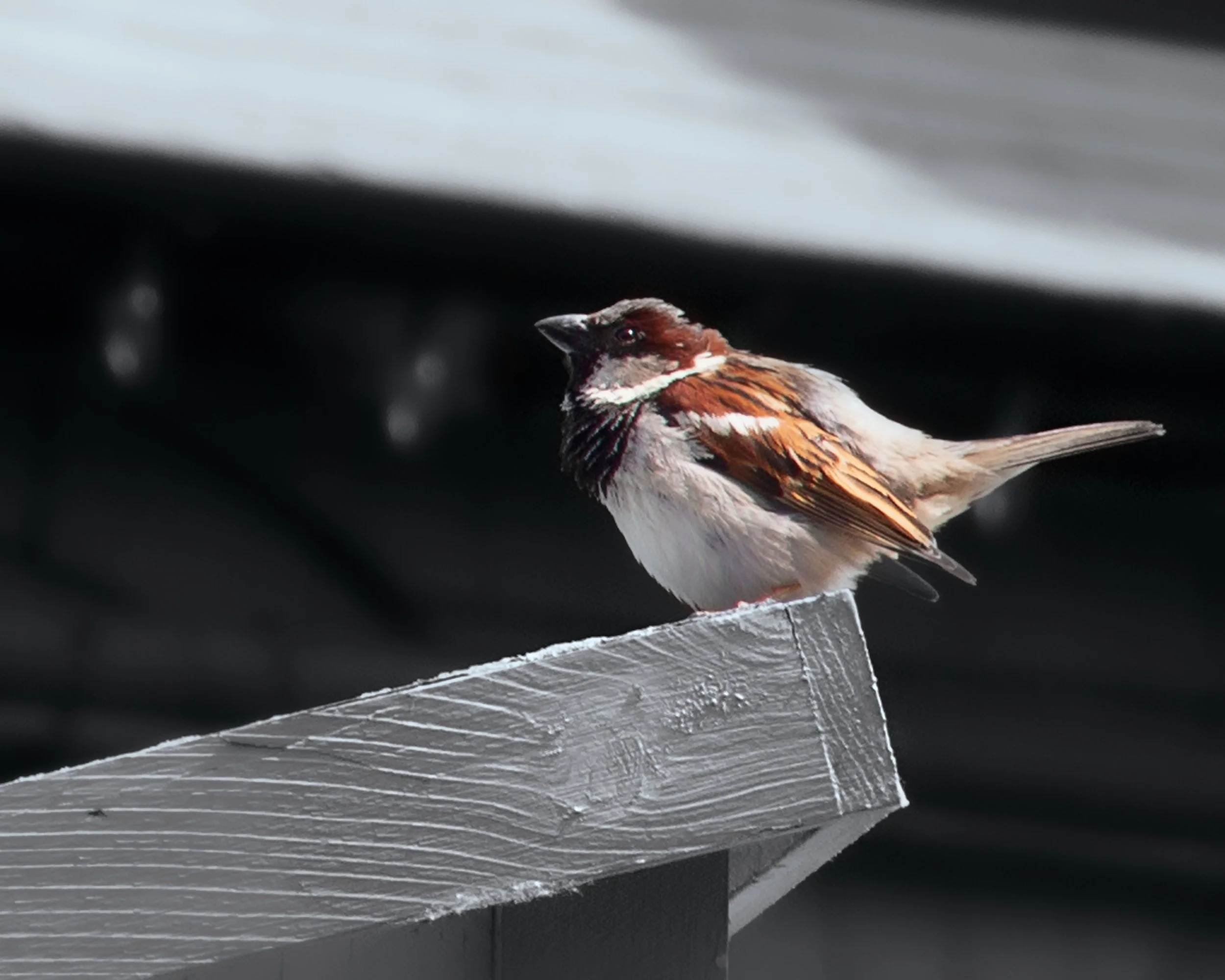 A small bird, likely a house sparrow, perched on the edge of a white wooden surface.