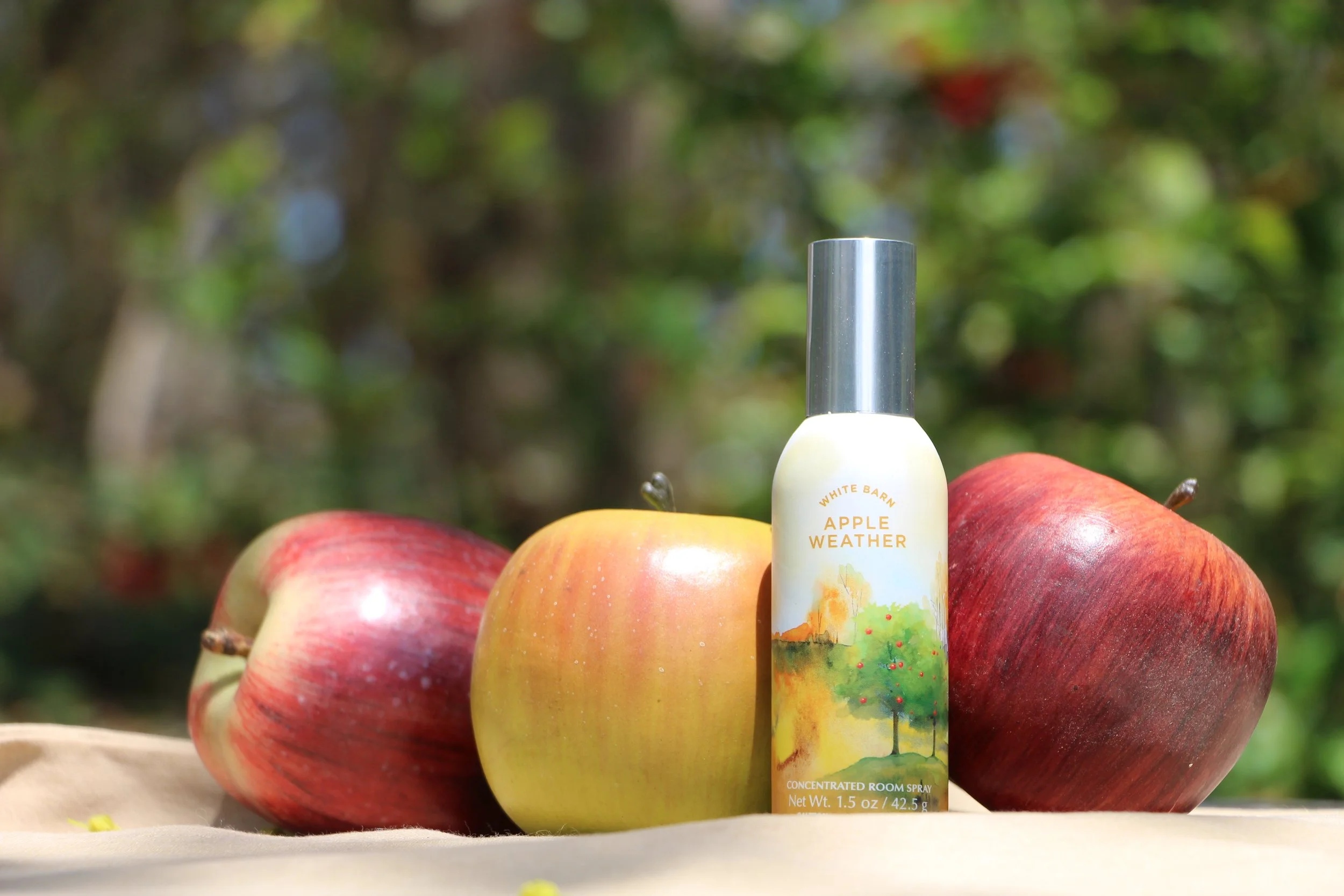 Three apples and a bottle of White Barn Apple Weather scented room spray on a beige cloth with a blurred green foliage background.