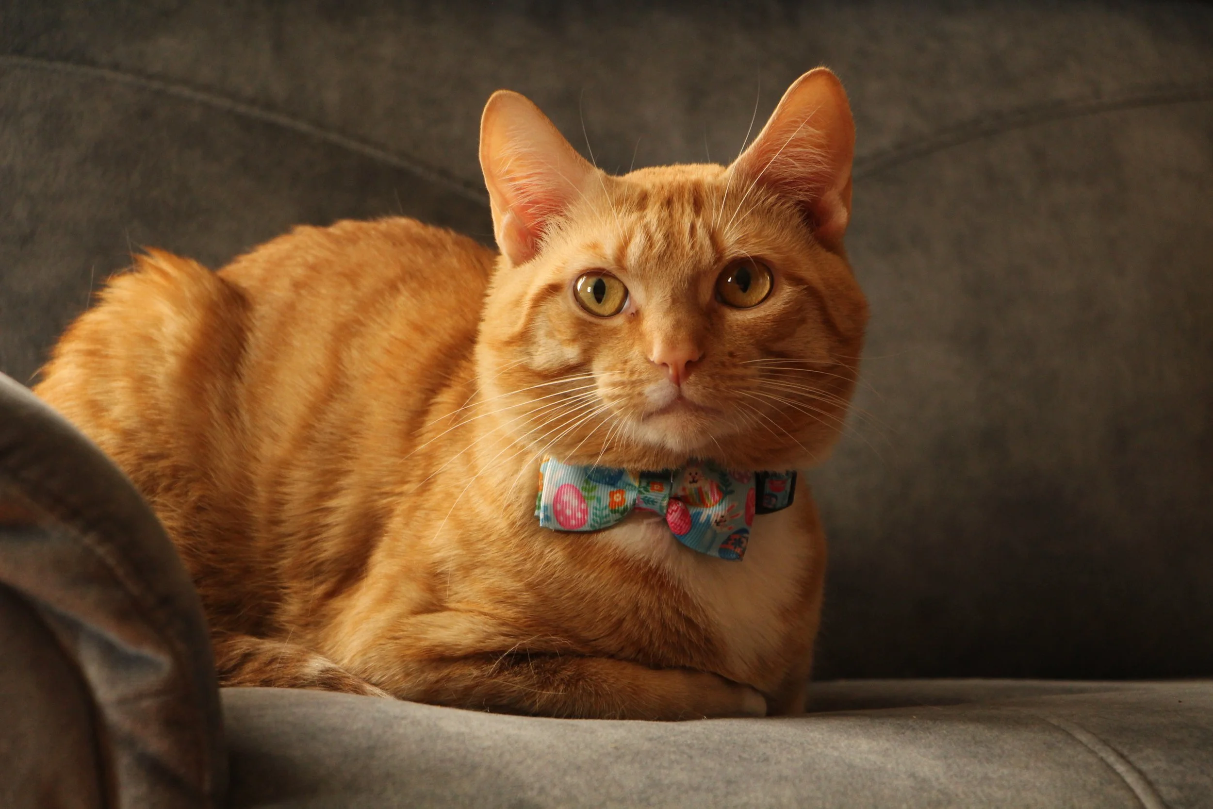 An orange tabby cat with a colorful bow tie resting on a gray couch.